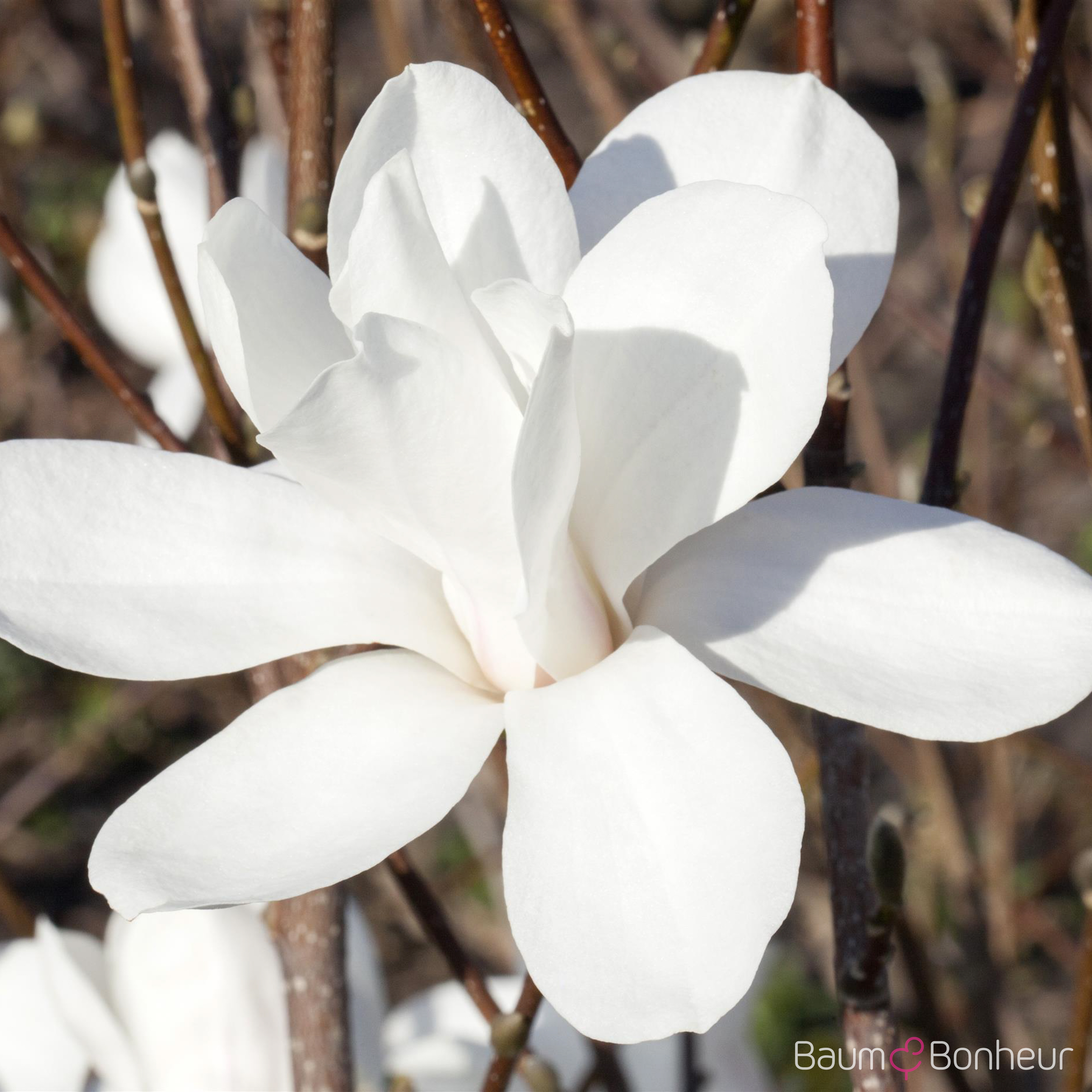 Magnolia stellata