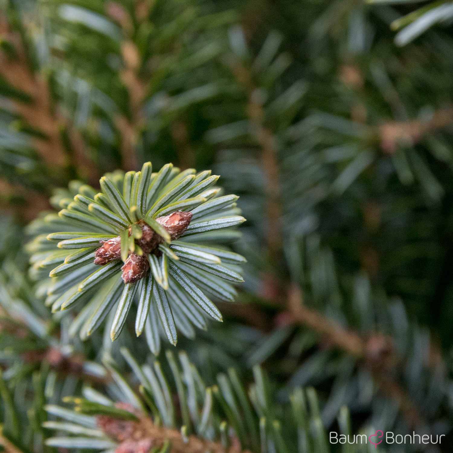 Picea omorika 'Nana'