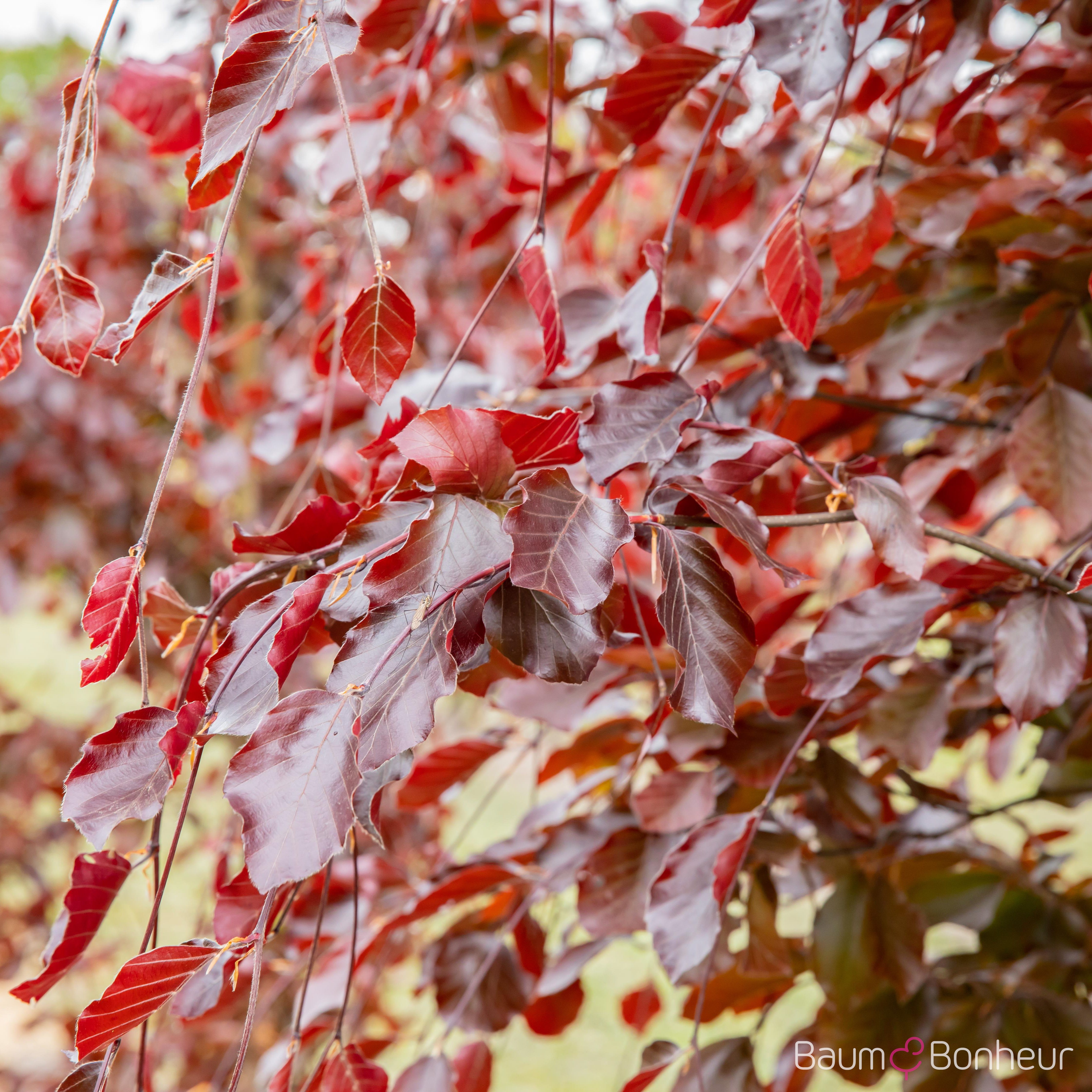 Fagus sylvatica 'Purpurea Latifolia'
