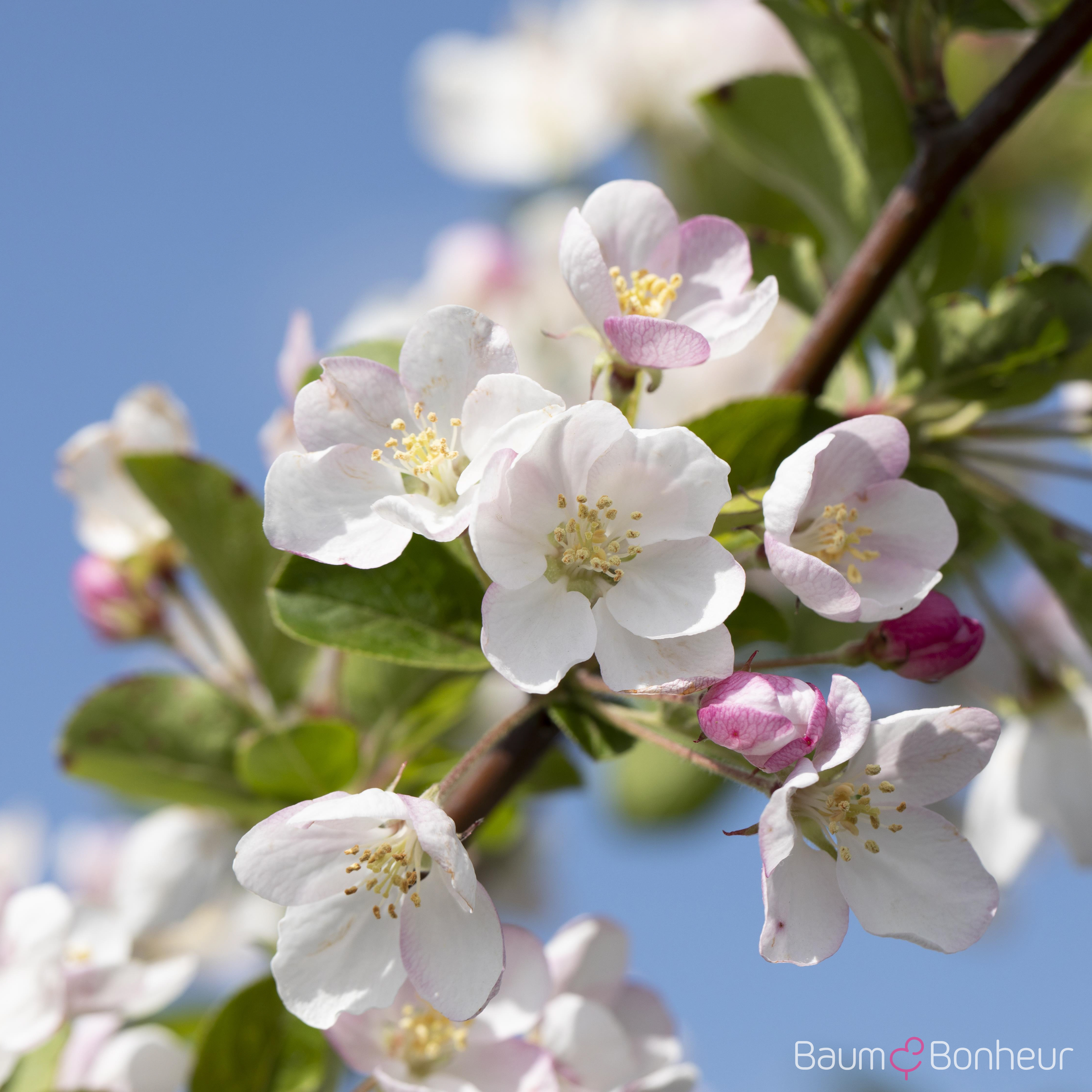 Malus 'David'