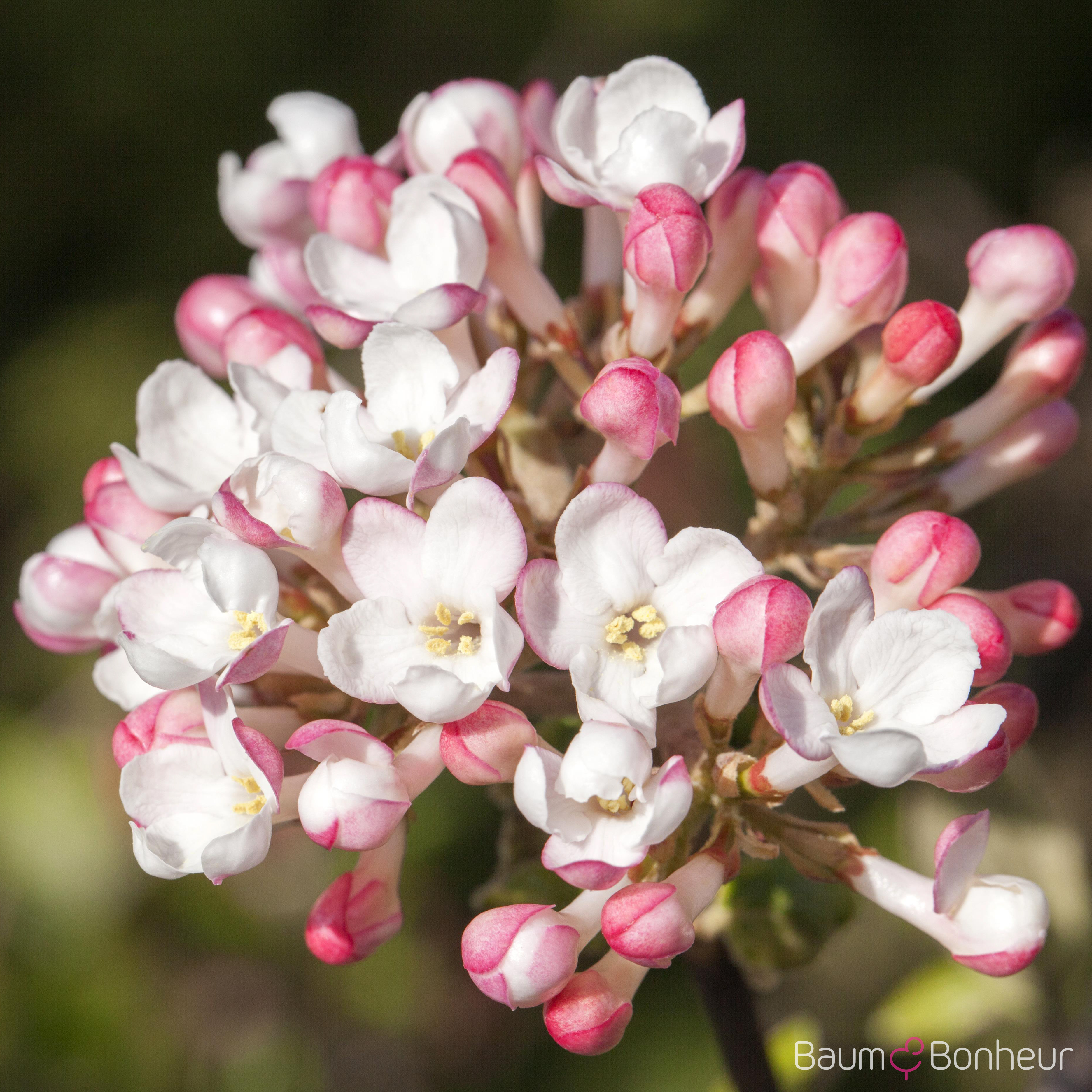 Viburnum carlesii 'Aurora'