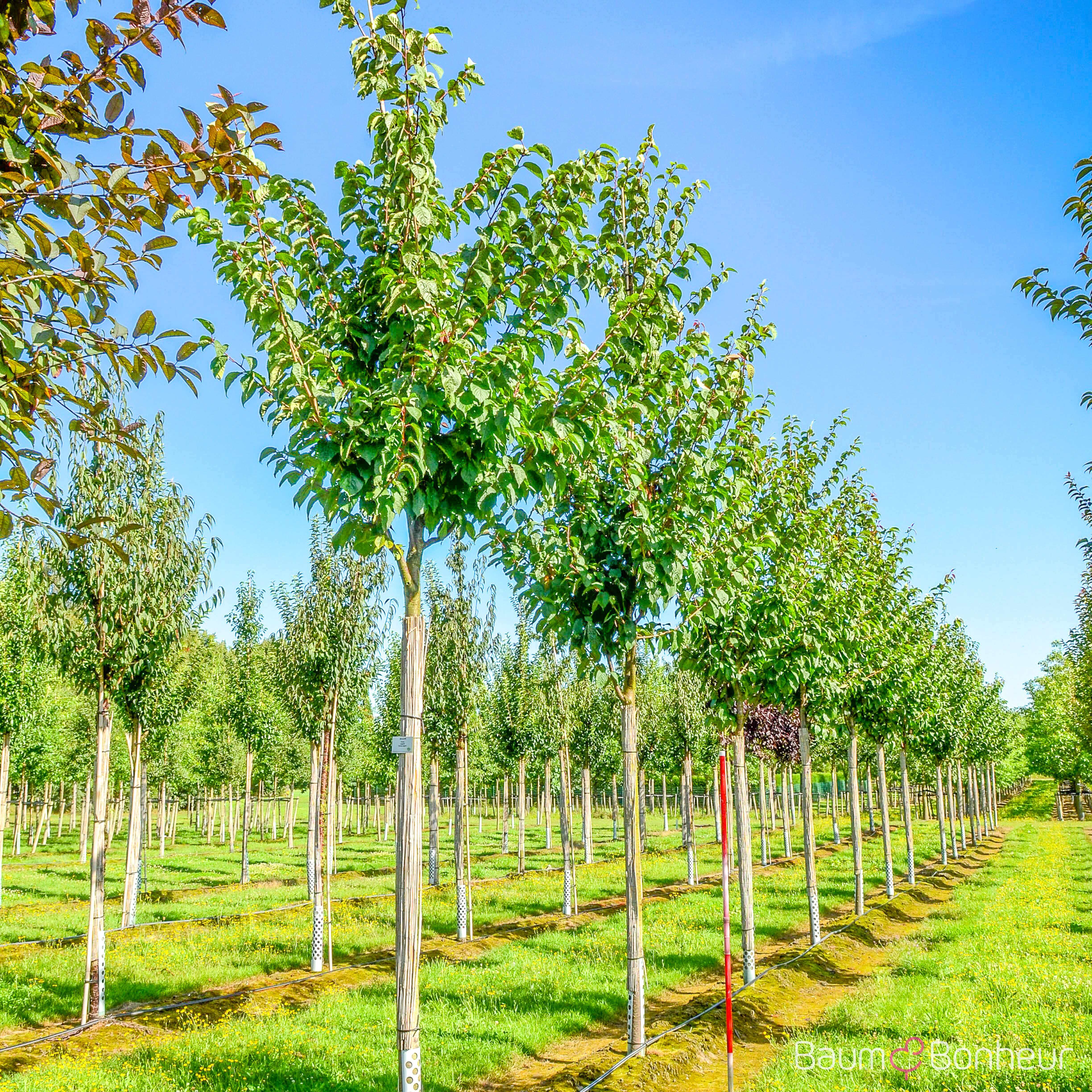 Prunus sargentii Veredlung