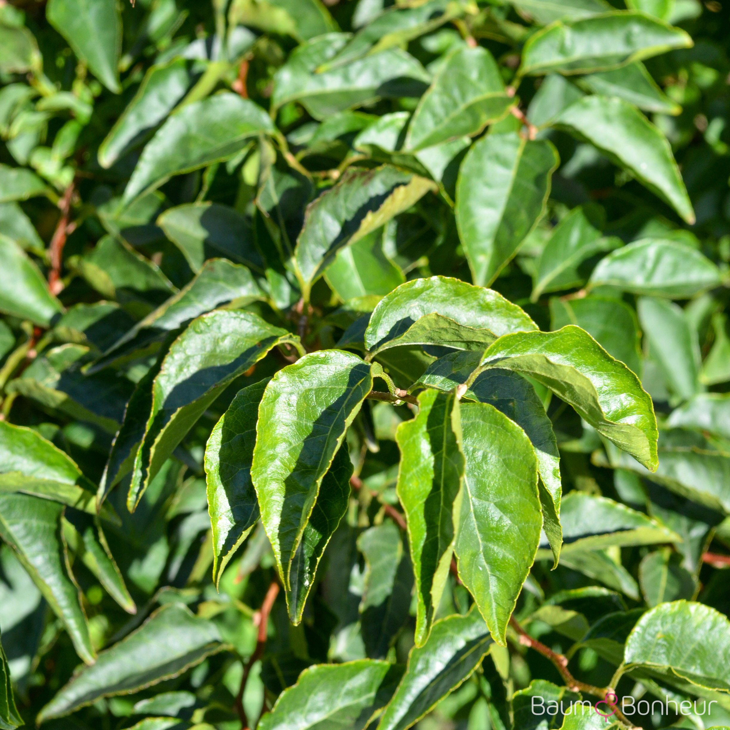 Styrax japonicus