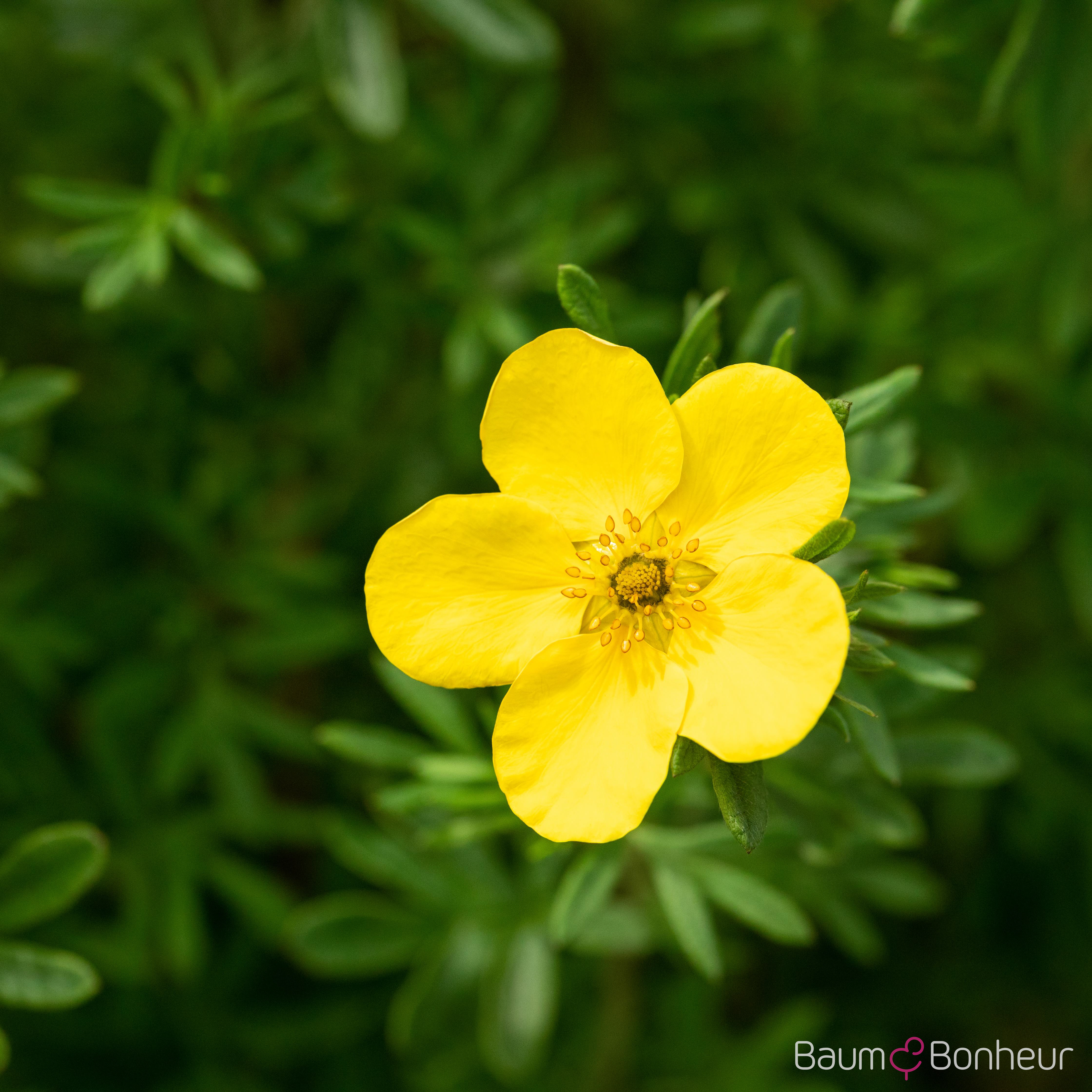 Potentilla fruticosa 'Goldfinger'