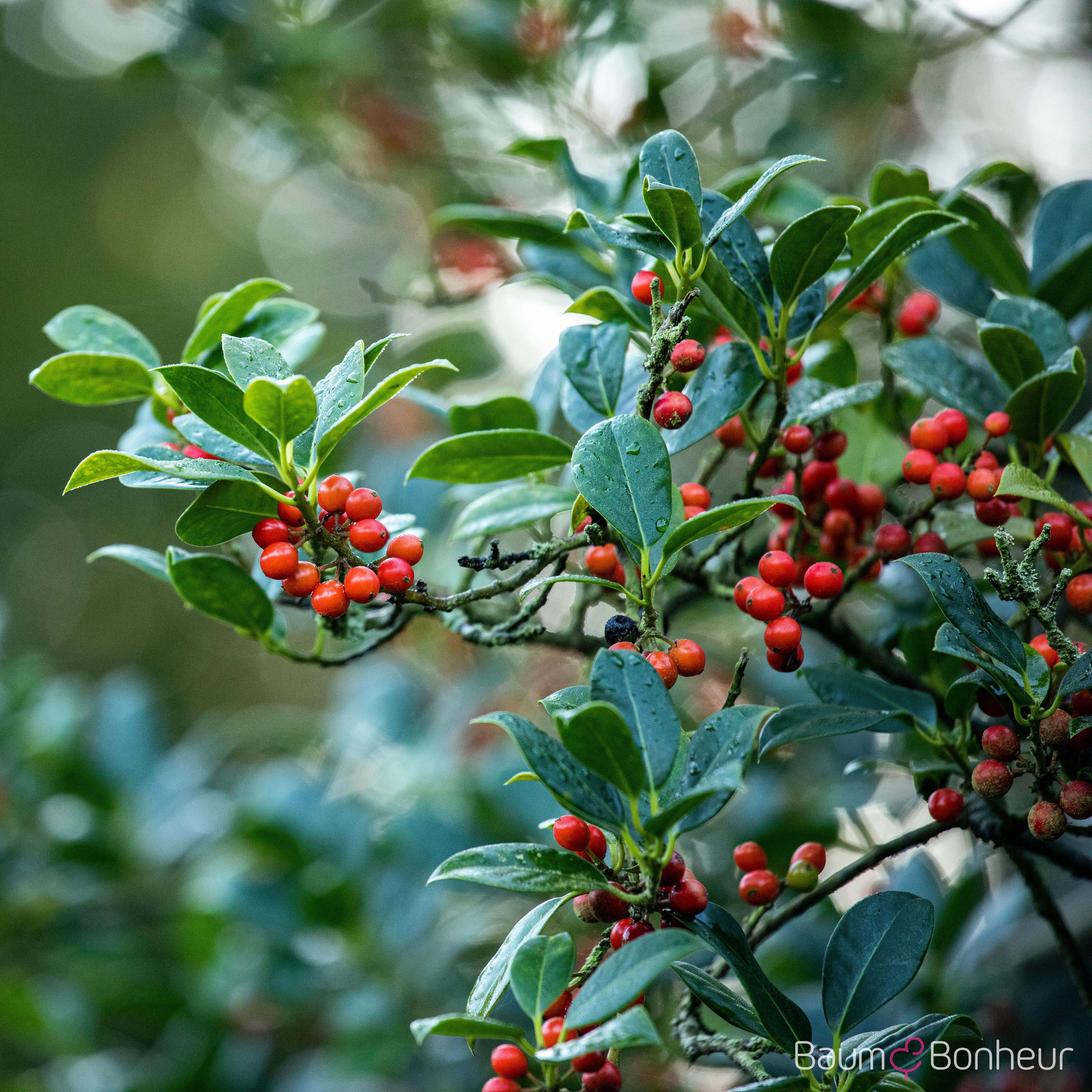 Ilex aquifolium 'J.C. van Tol'