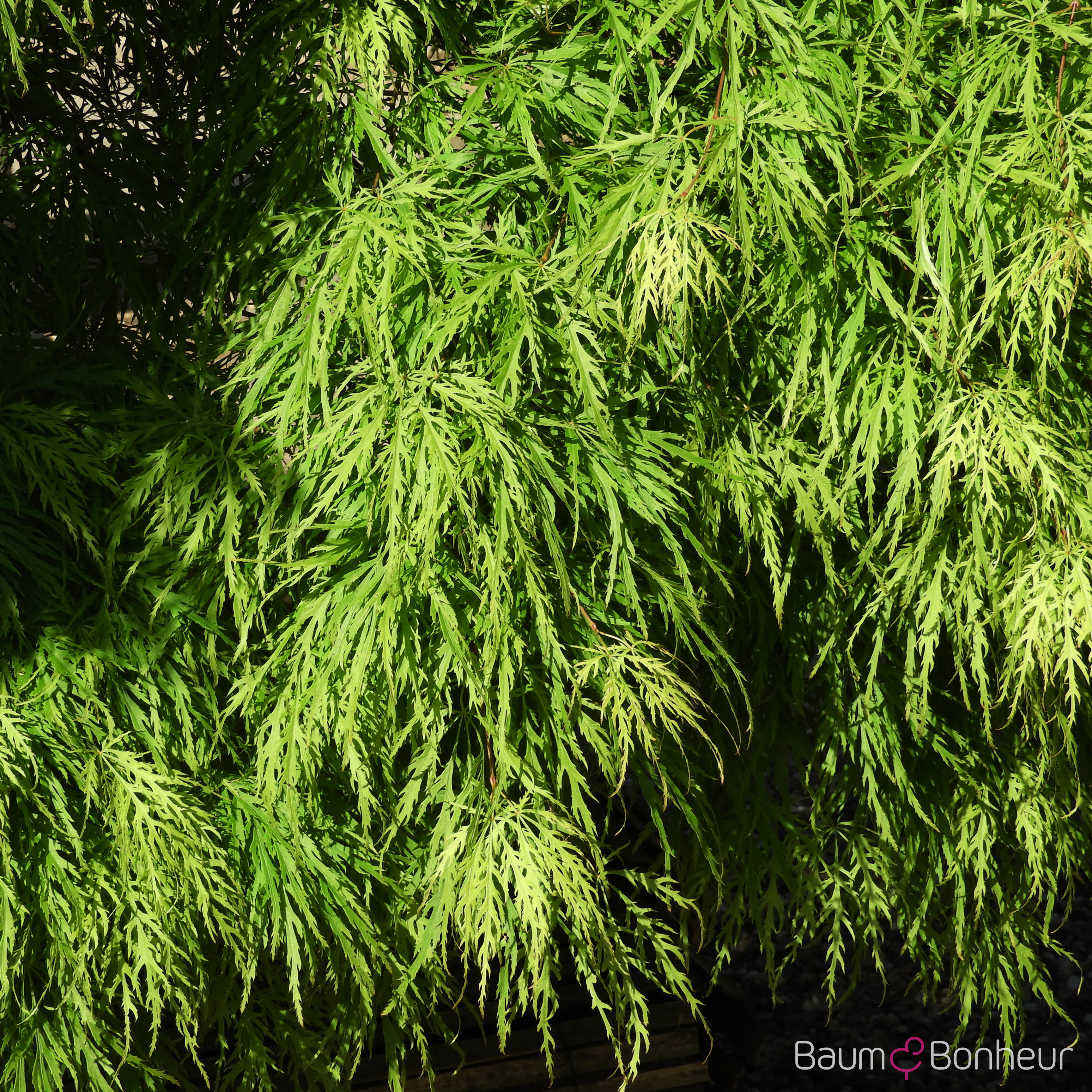 Acer palmatum 'Dissectum'