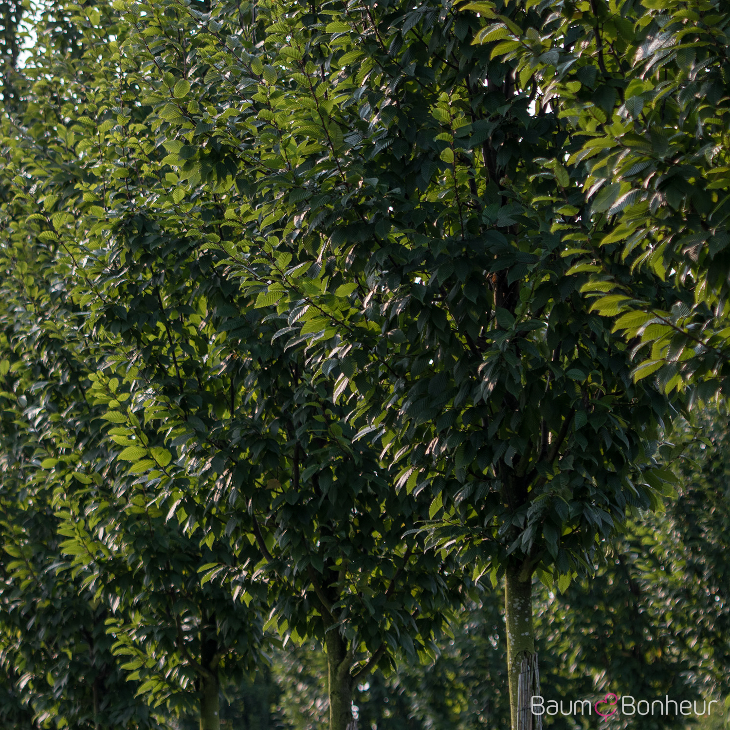 Carpinus betulus 'Lucas'