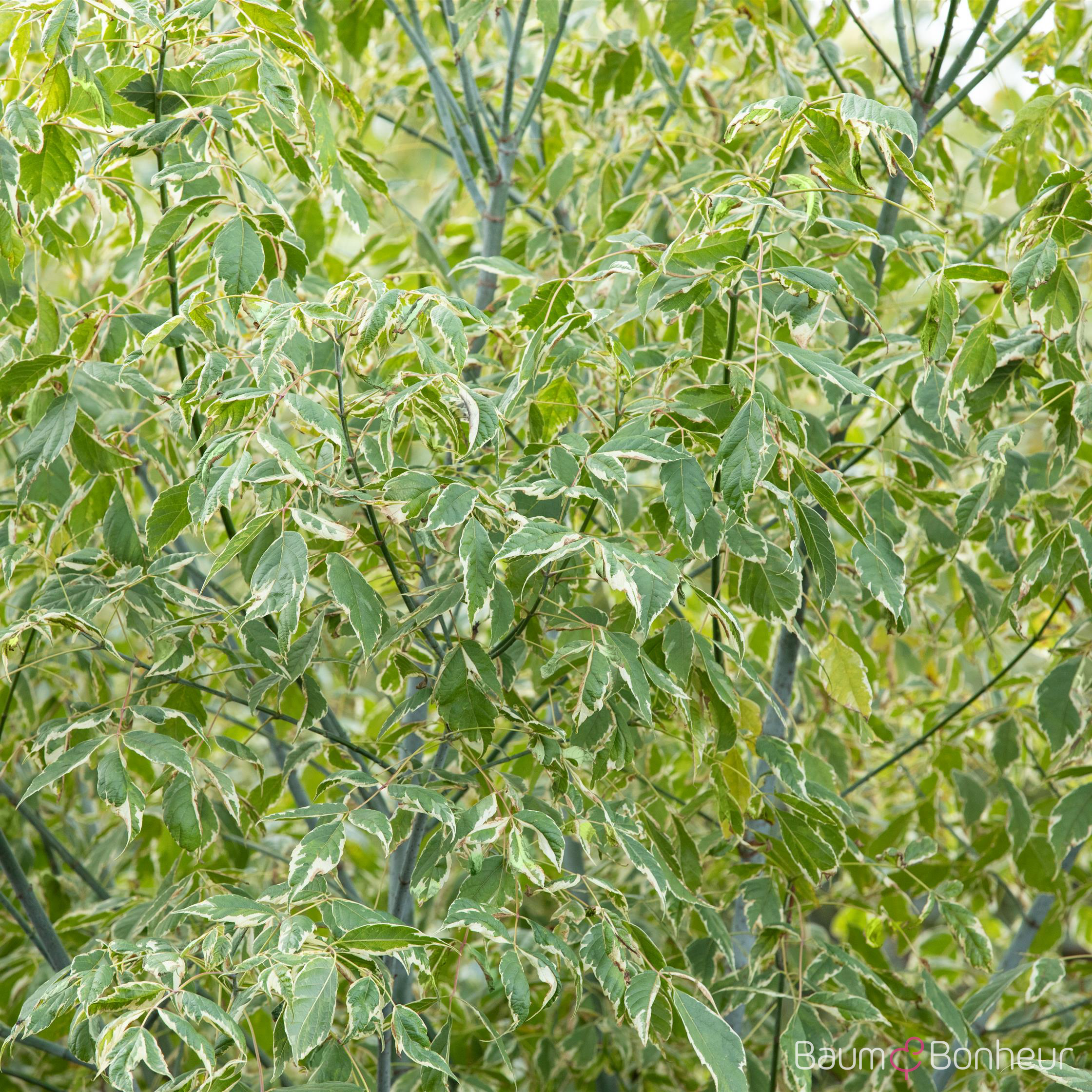 Acer negundo 'Variegatum'