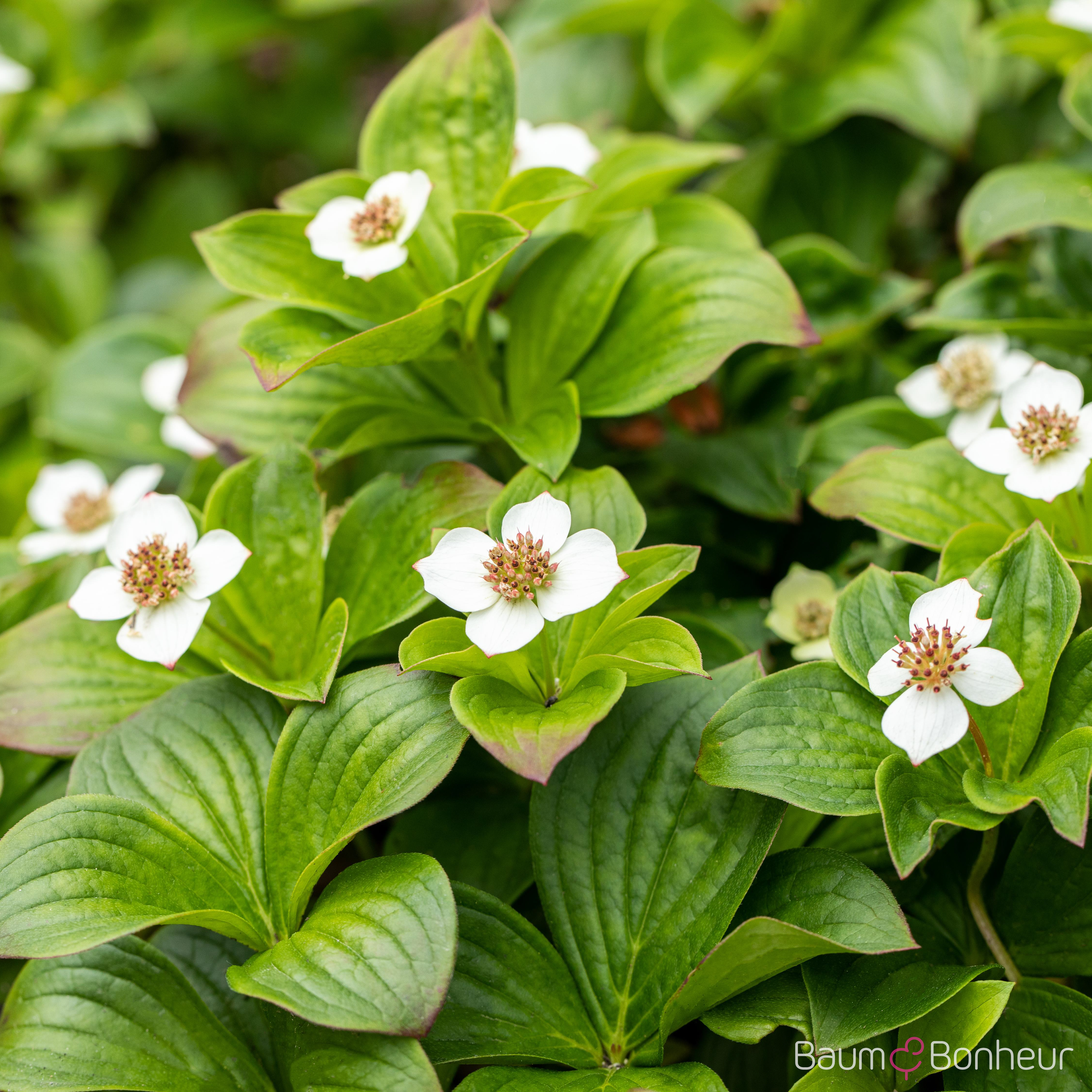 Cornus canadensis