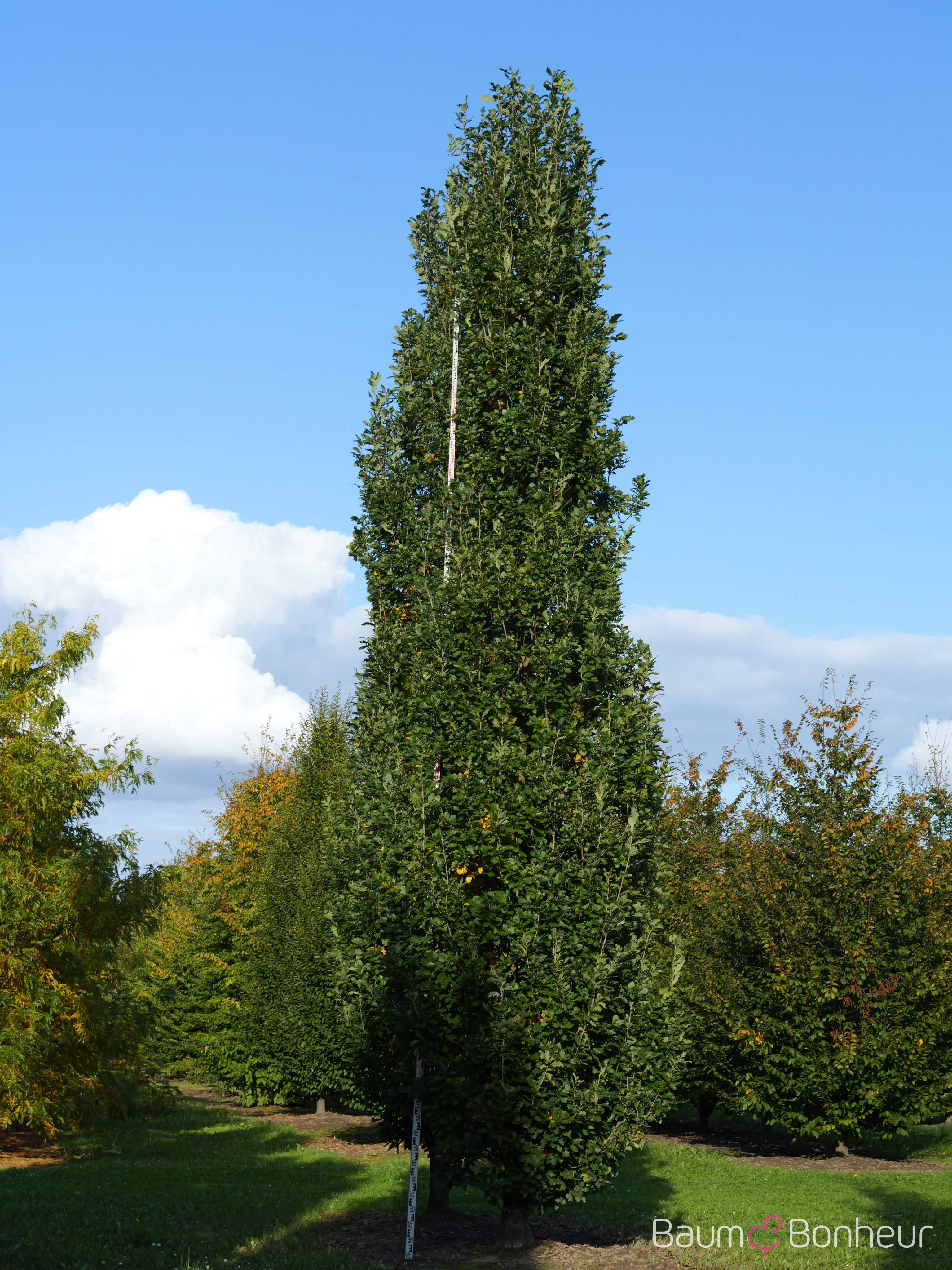 Quercus robur 'Fastigiata Koster'