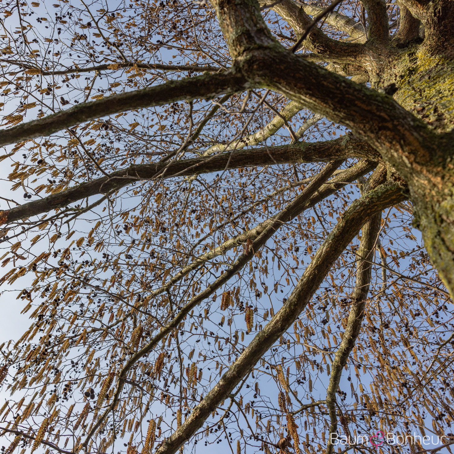 Alnus x spaethii