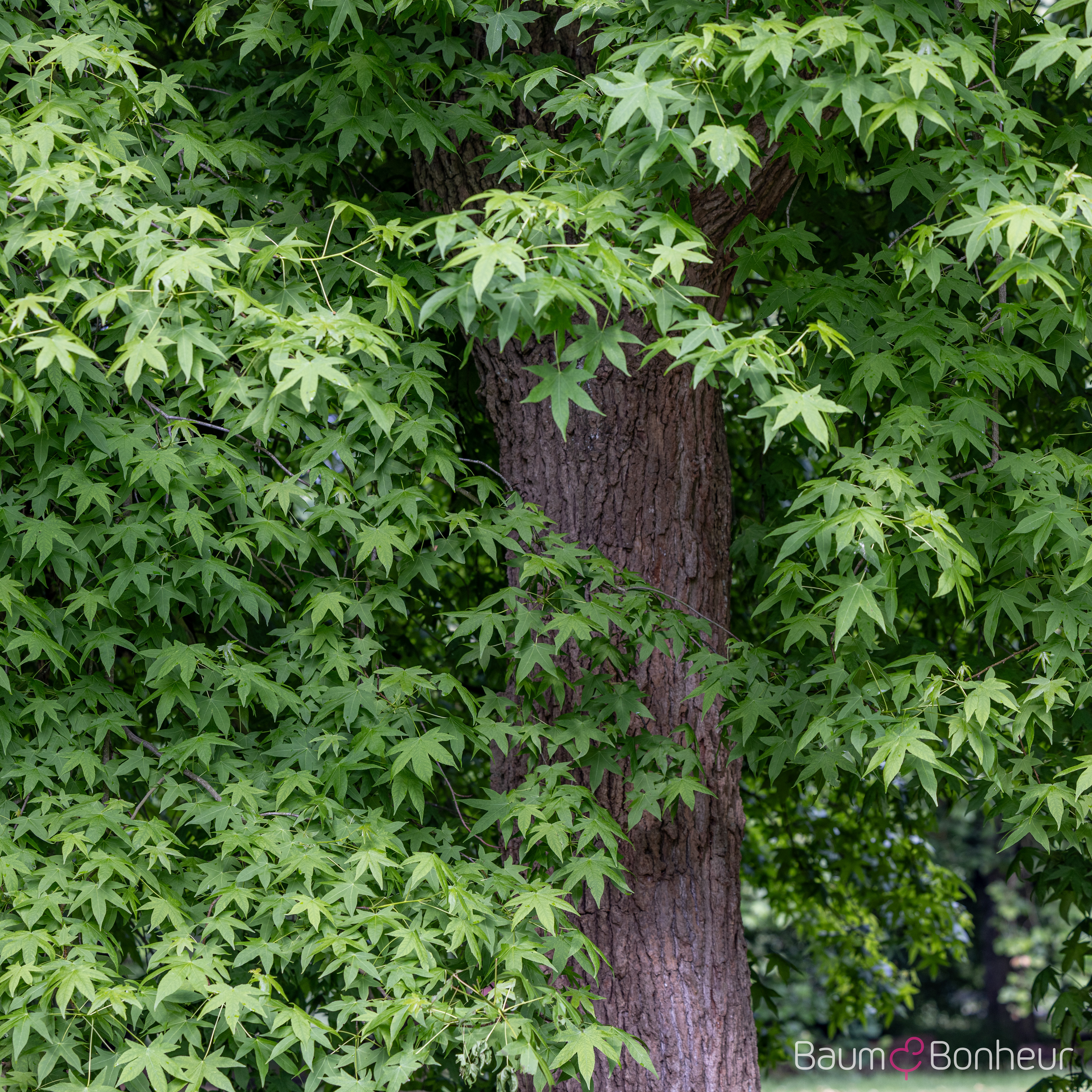 Liquidambar styraciflua