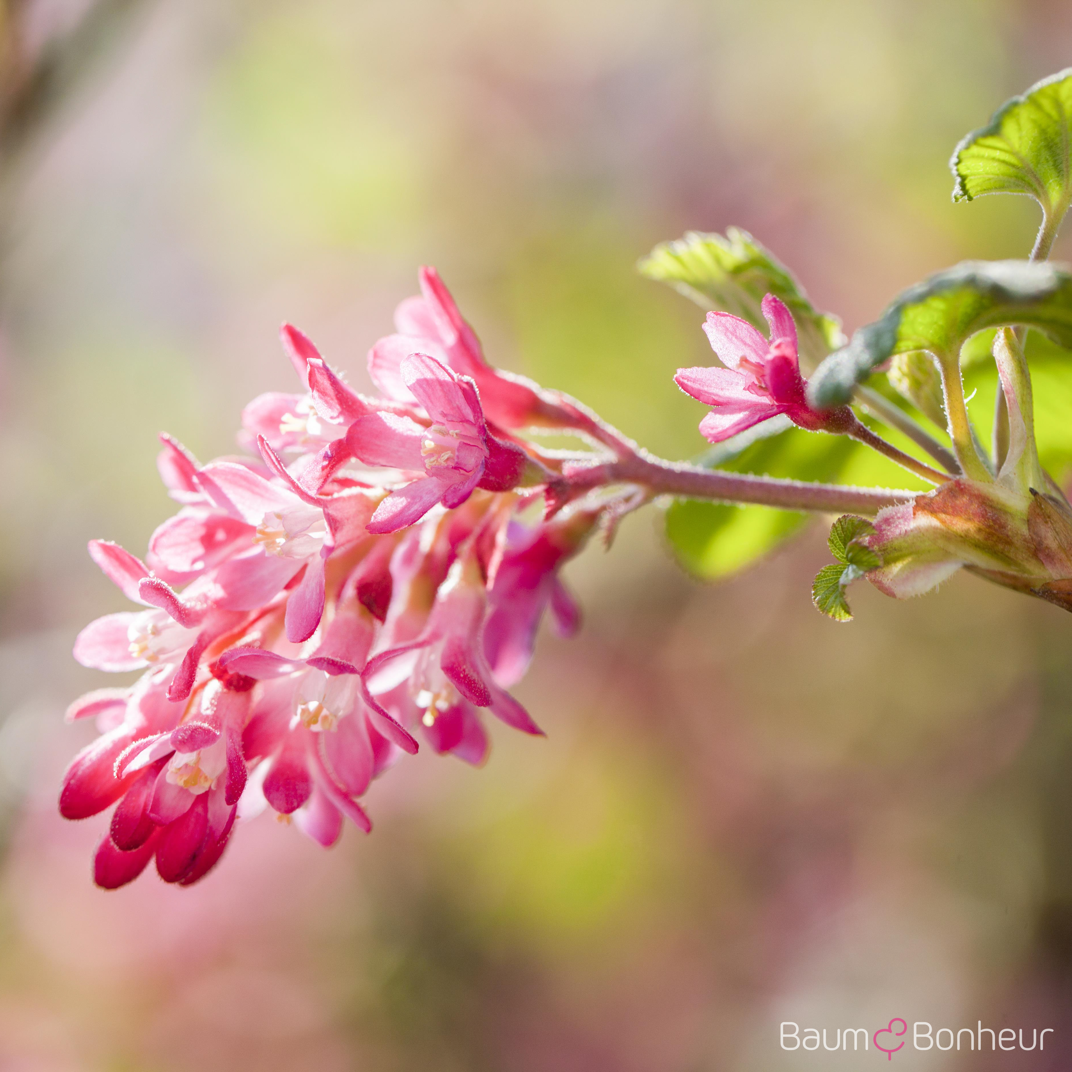 Ribes sanguineum 'King Edward VII'