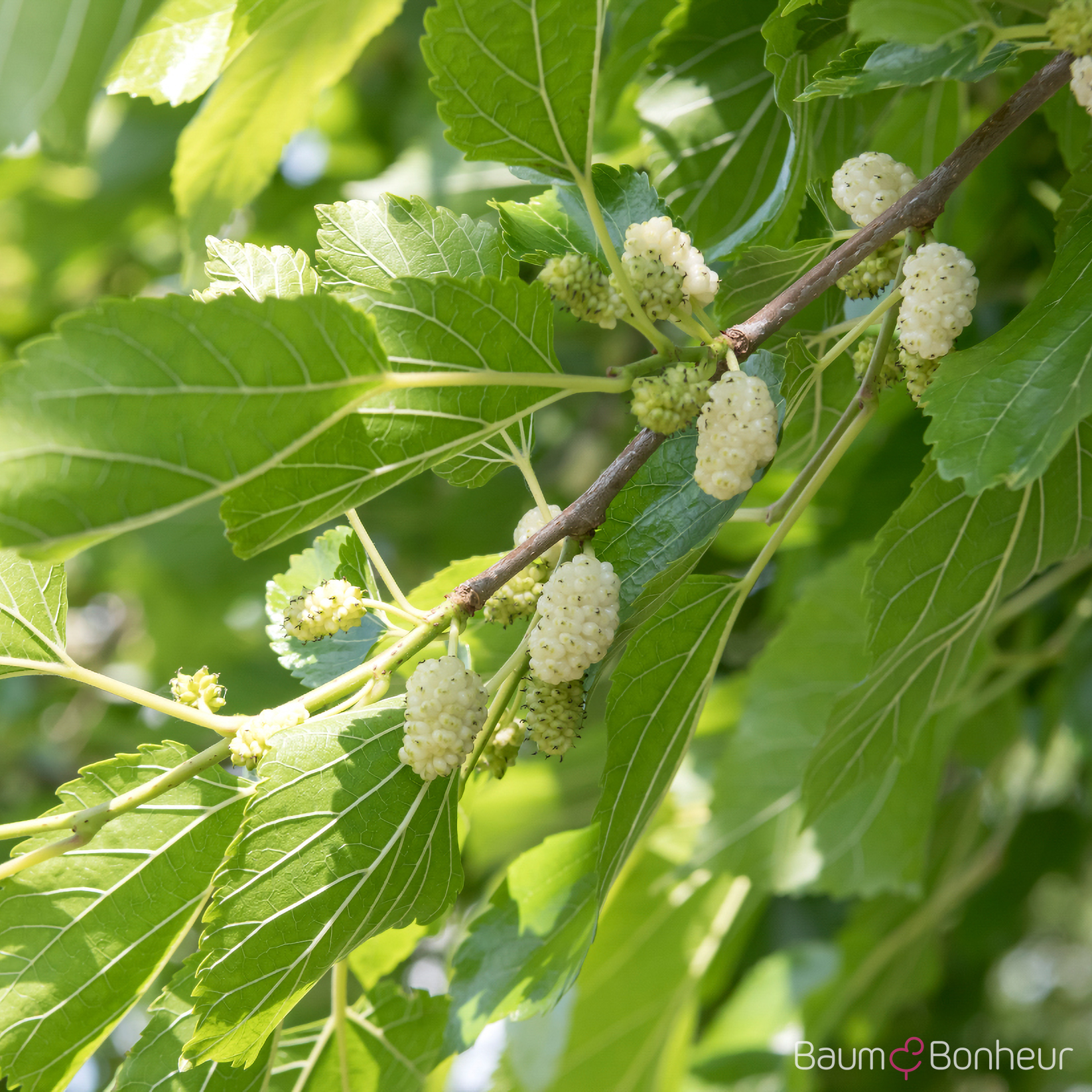 Morus alba