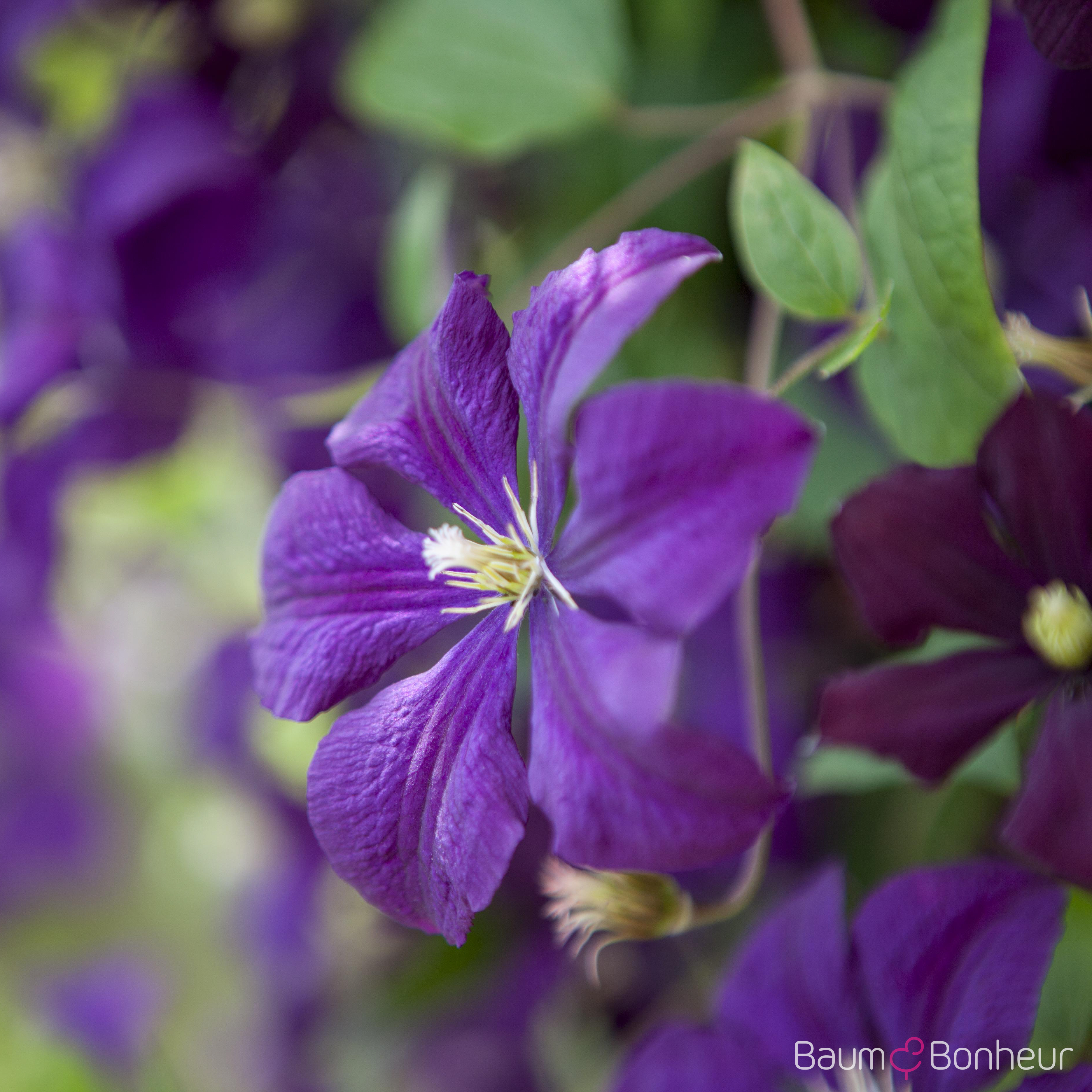 Clematis 'Lady Betty Balfour'