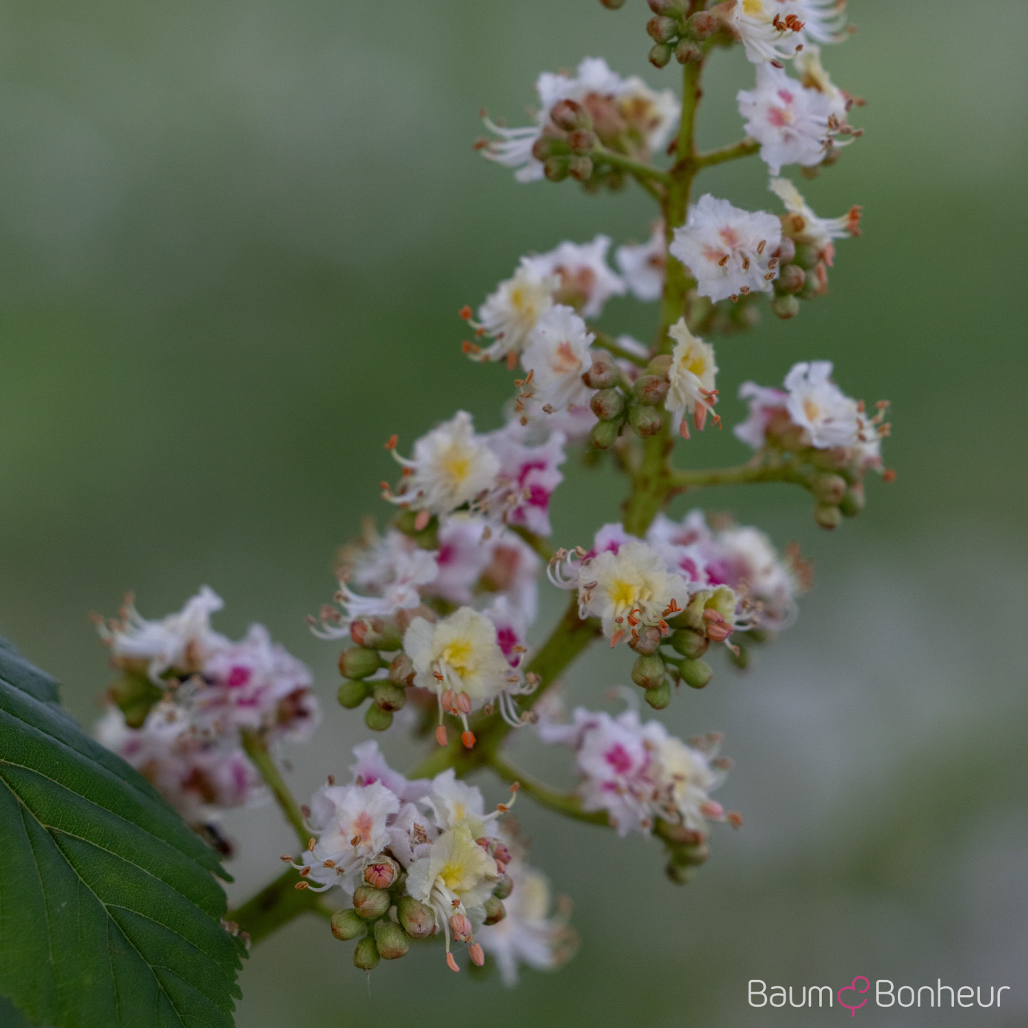 Aesculus hippocastanum