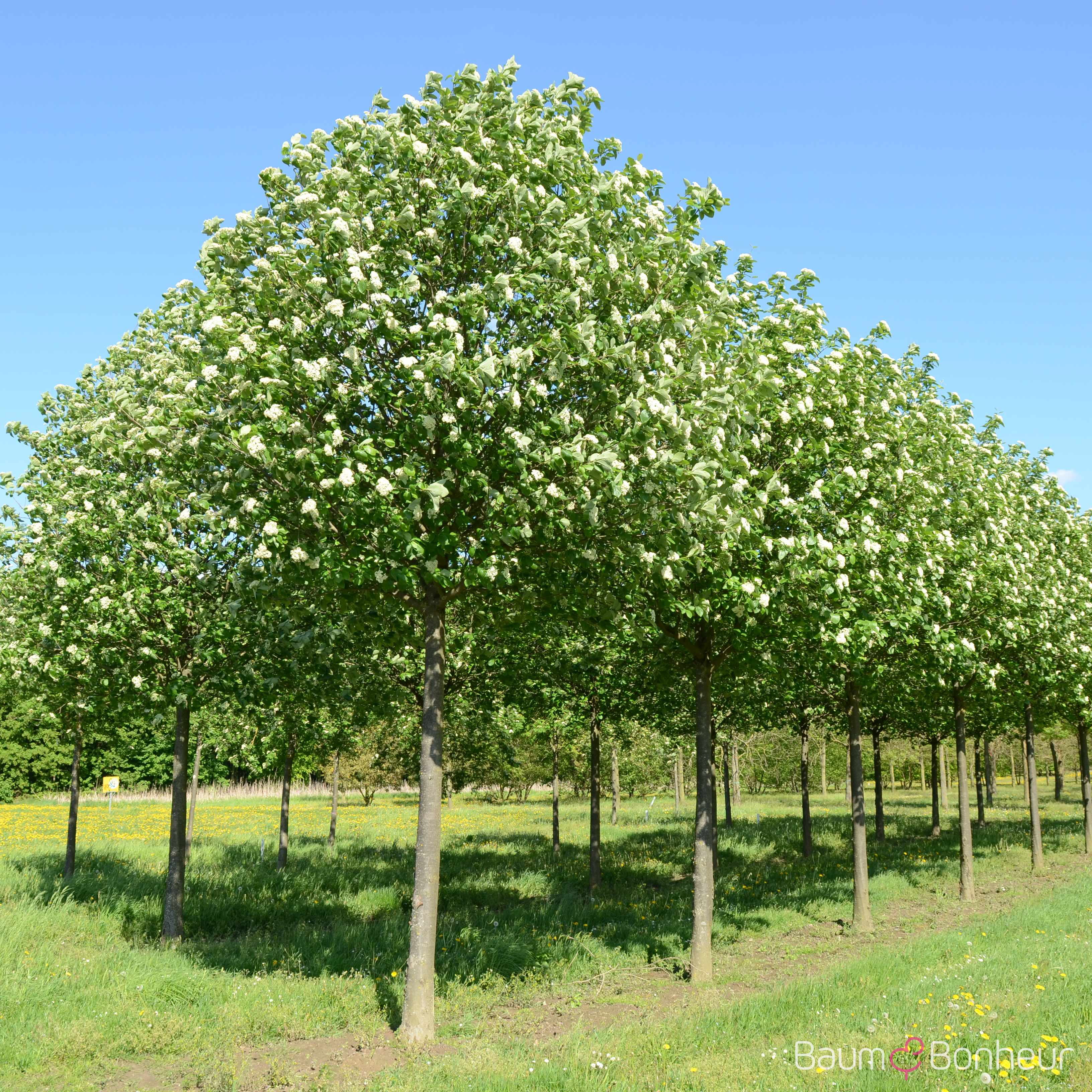 Sorbus latifolia 'Henk Vink'