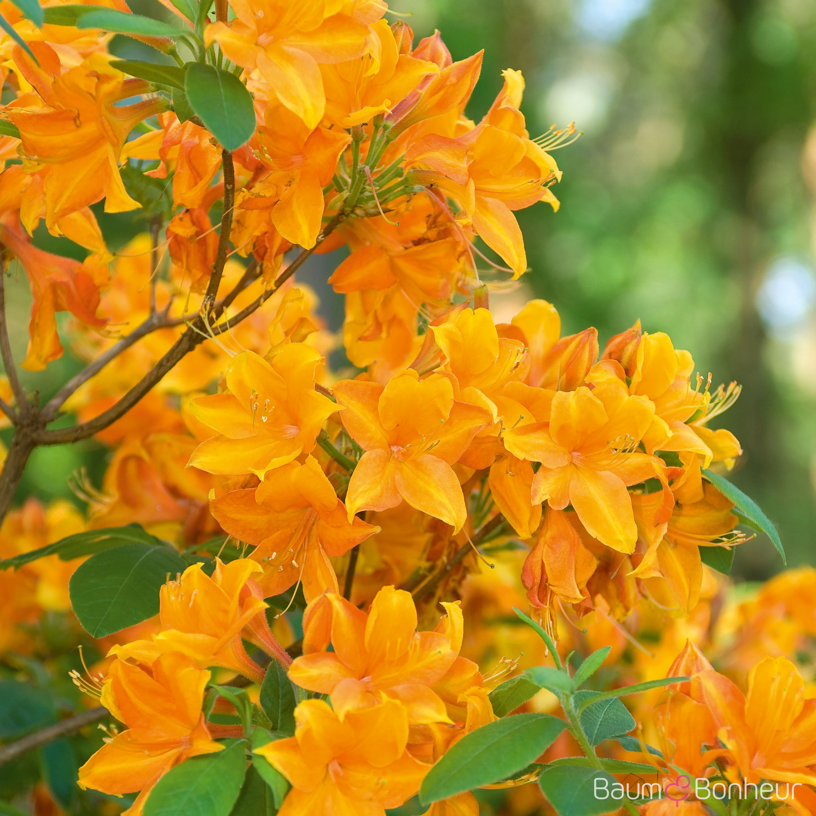 Rhododendron luteum 'Gibraltar'