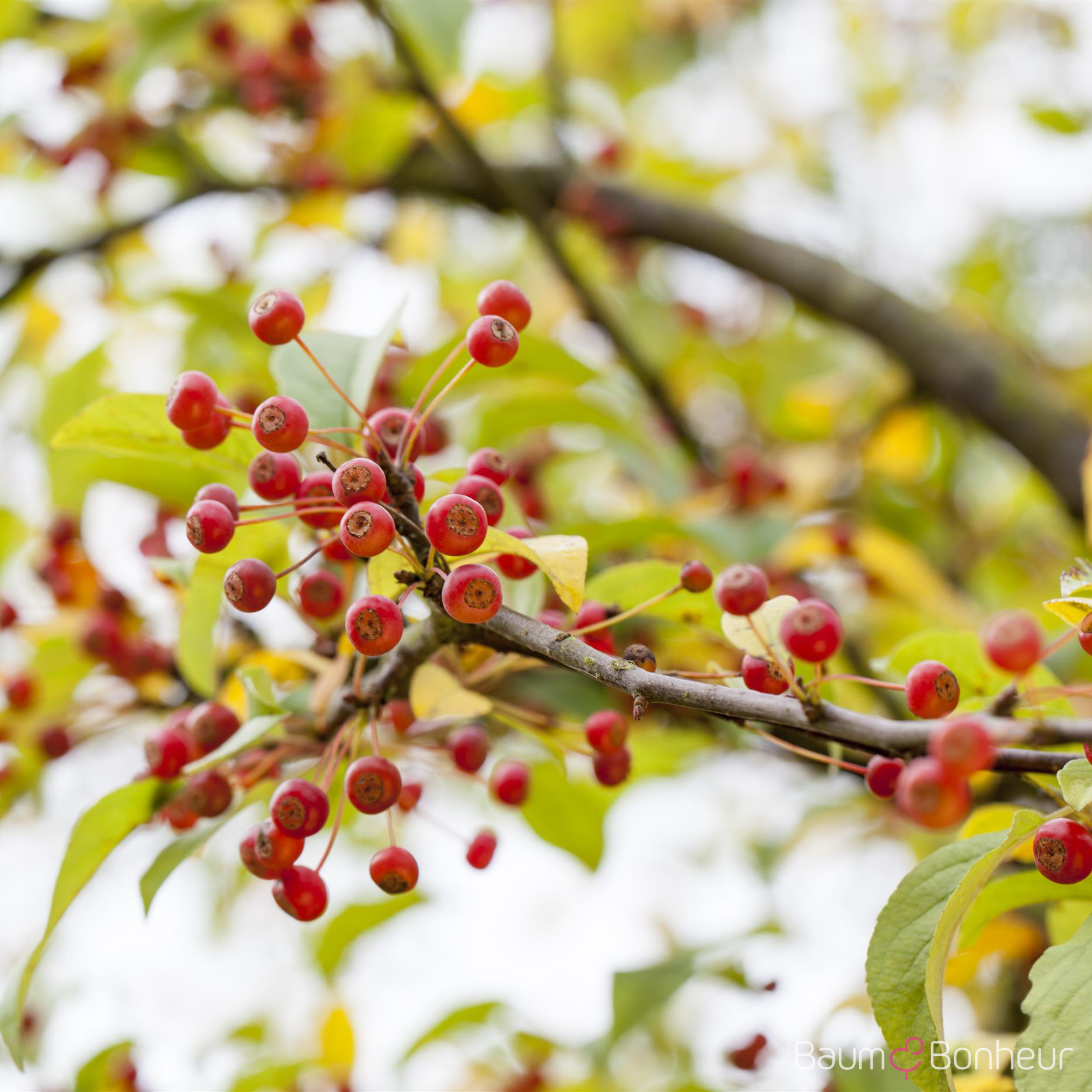 Malus toringo sargentii (Veredlung)