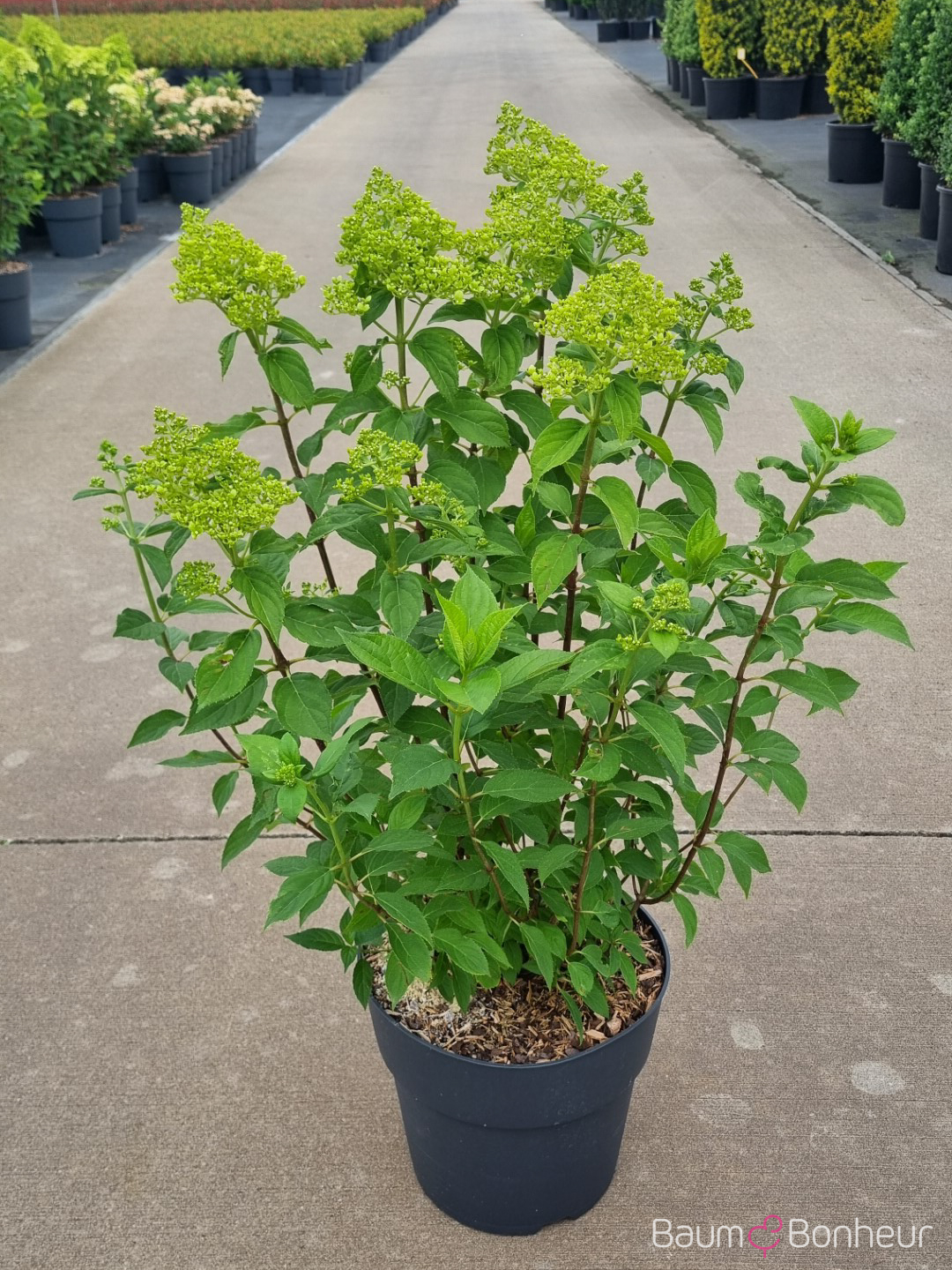 Hydrangea paniculata 'Limelight' -S-