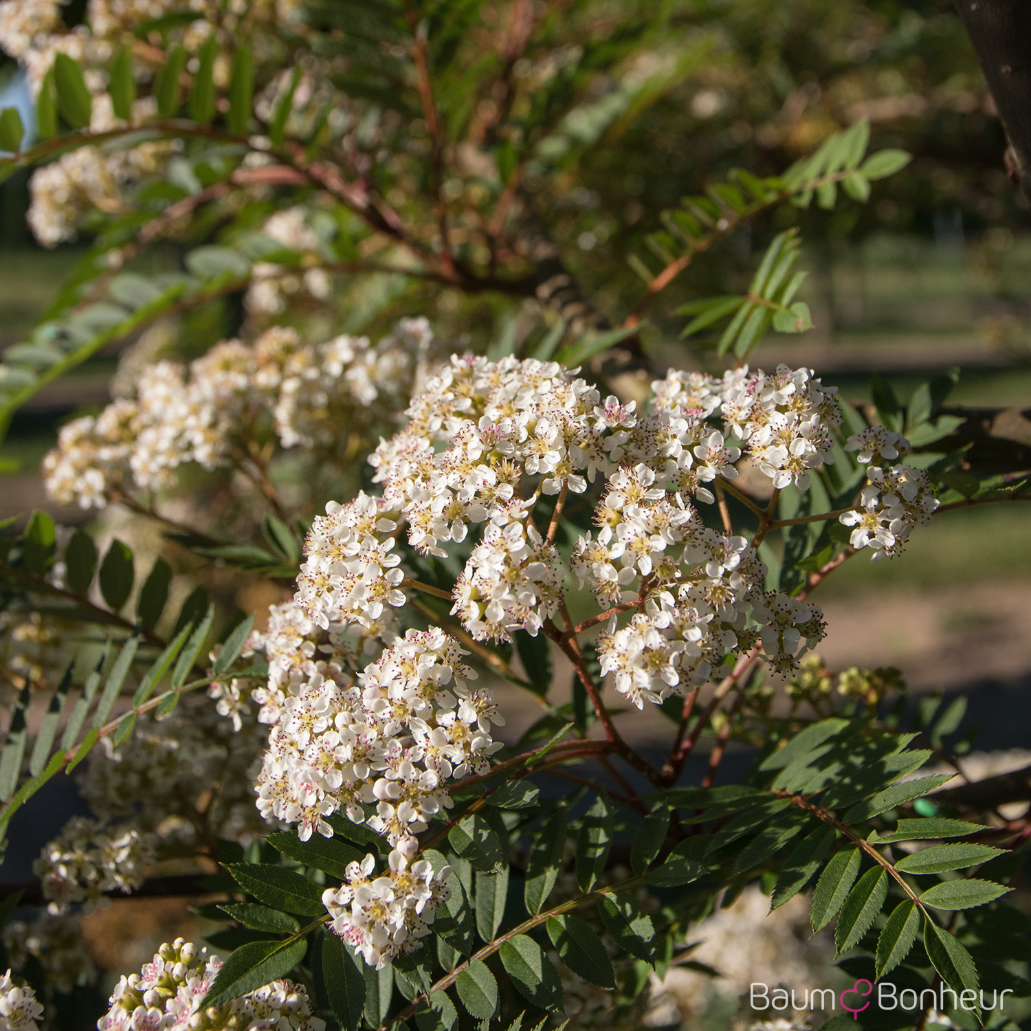 Sorbus vilmorinii