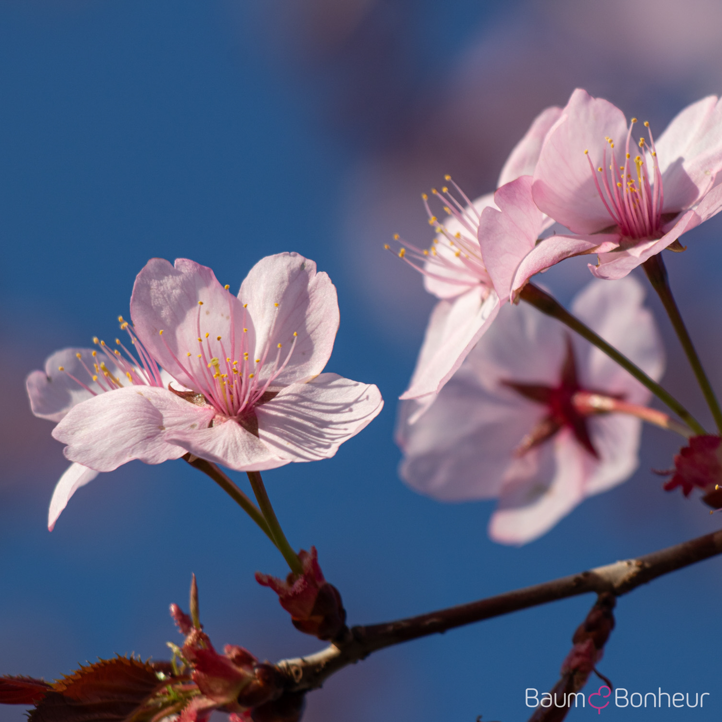 Prunus sargentii 'Charles Sargent'
