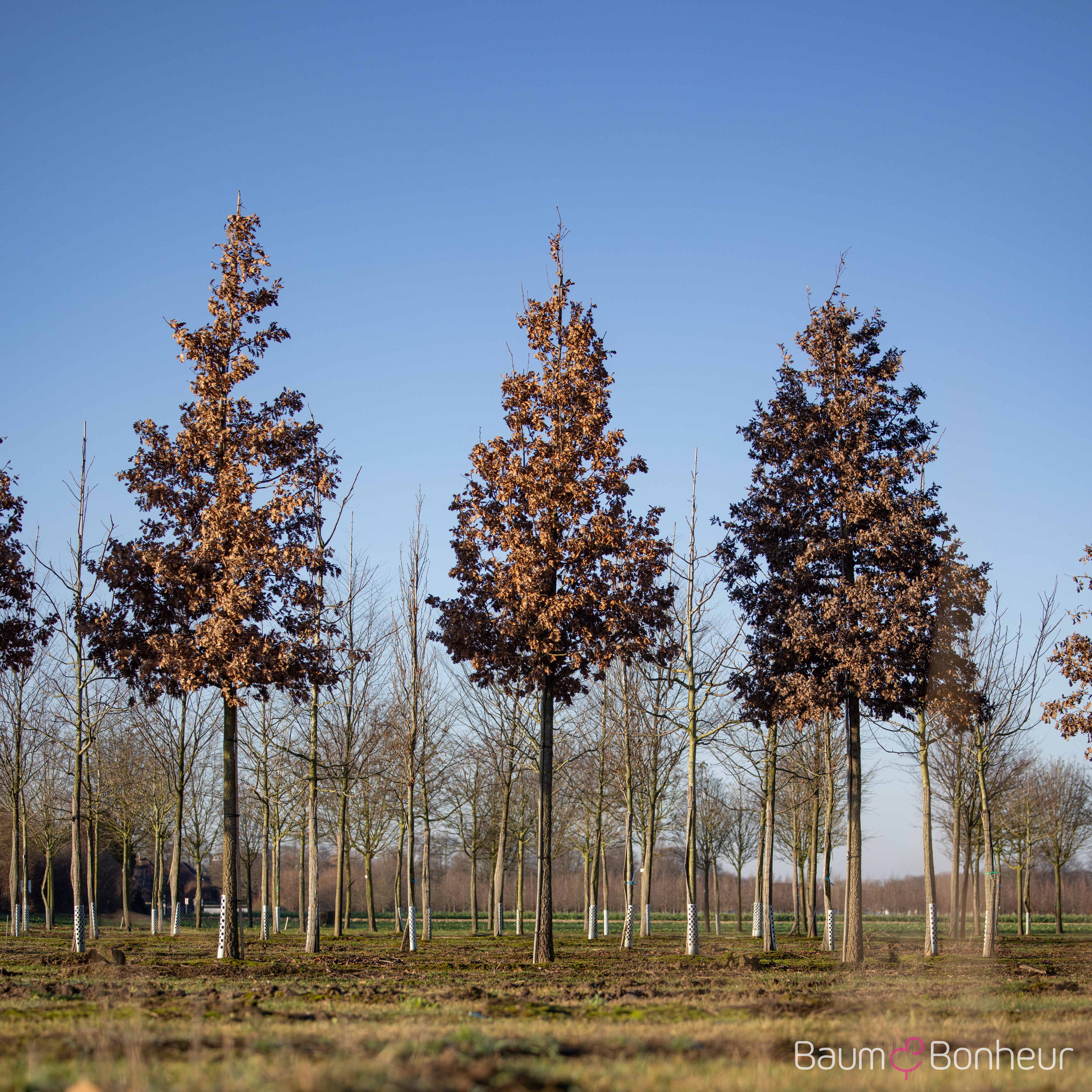 Quercus pubescens