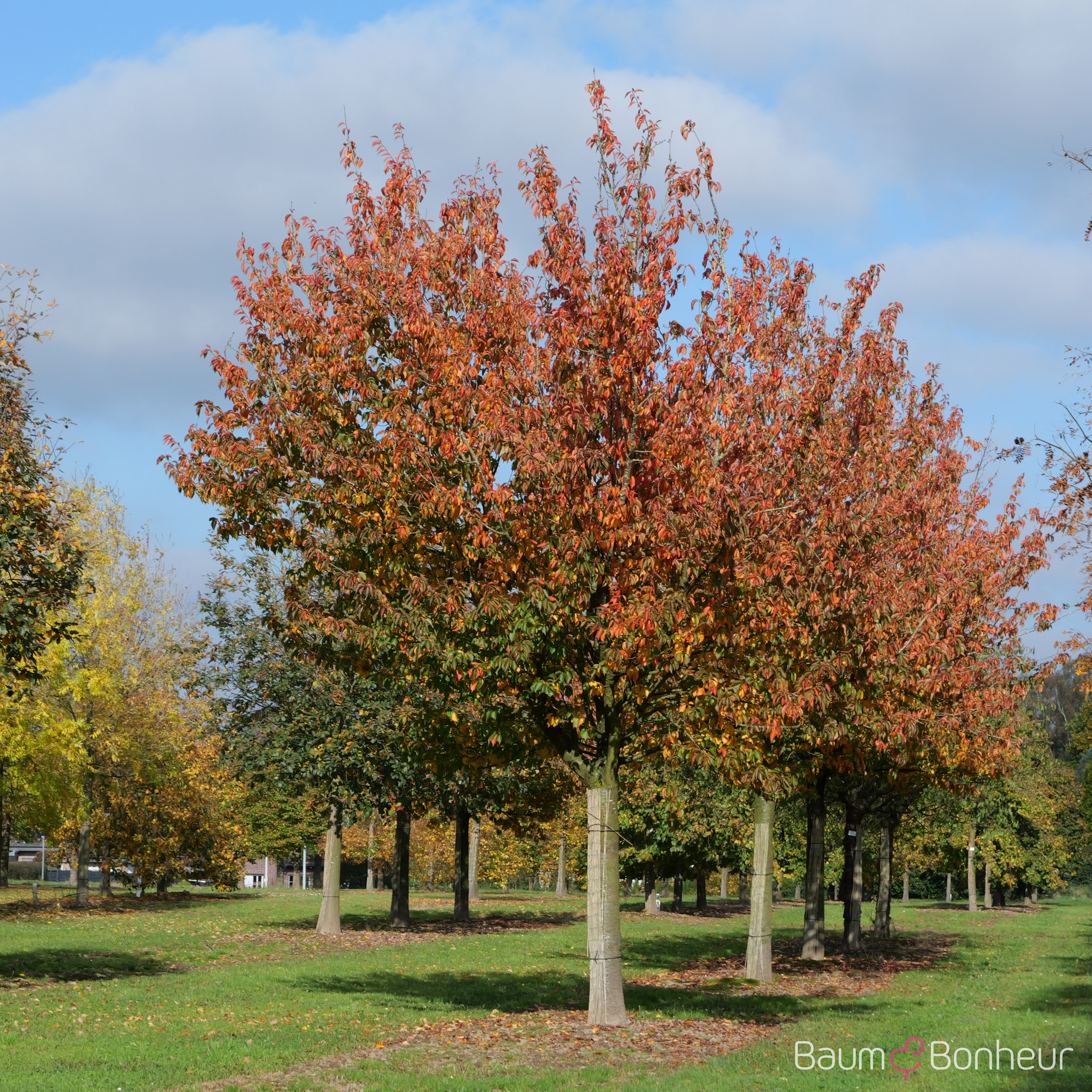 Prunus 'Umineko'