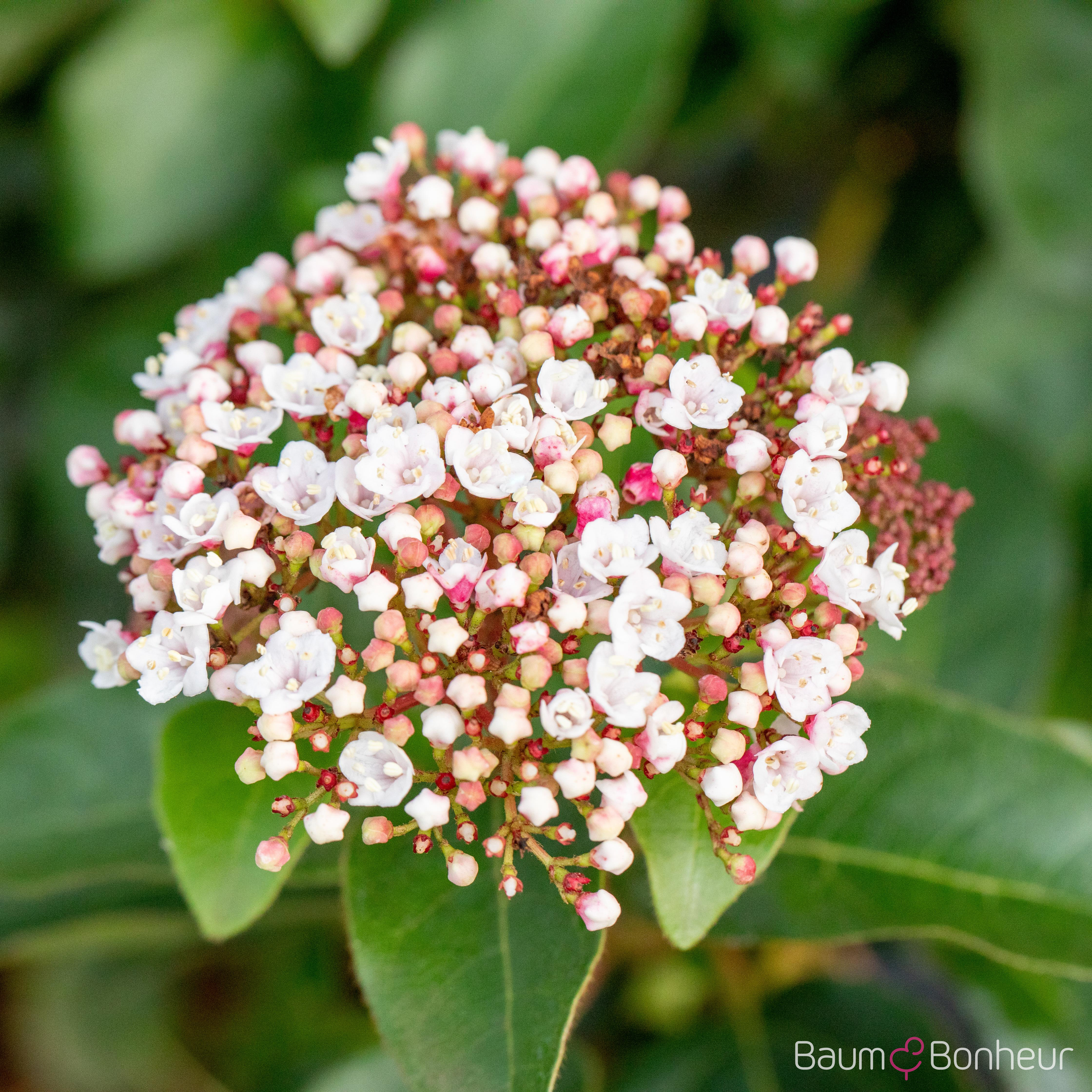 Viburnum tinus 'Eve Price'