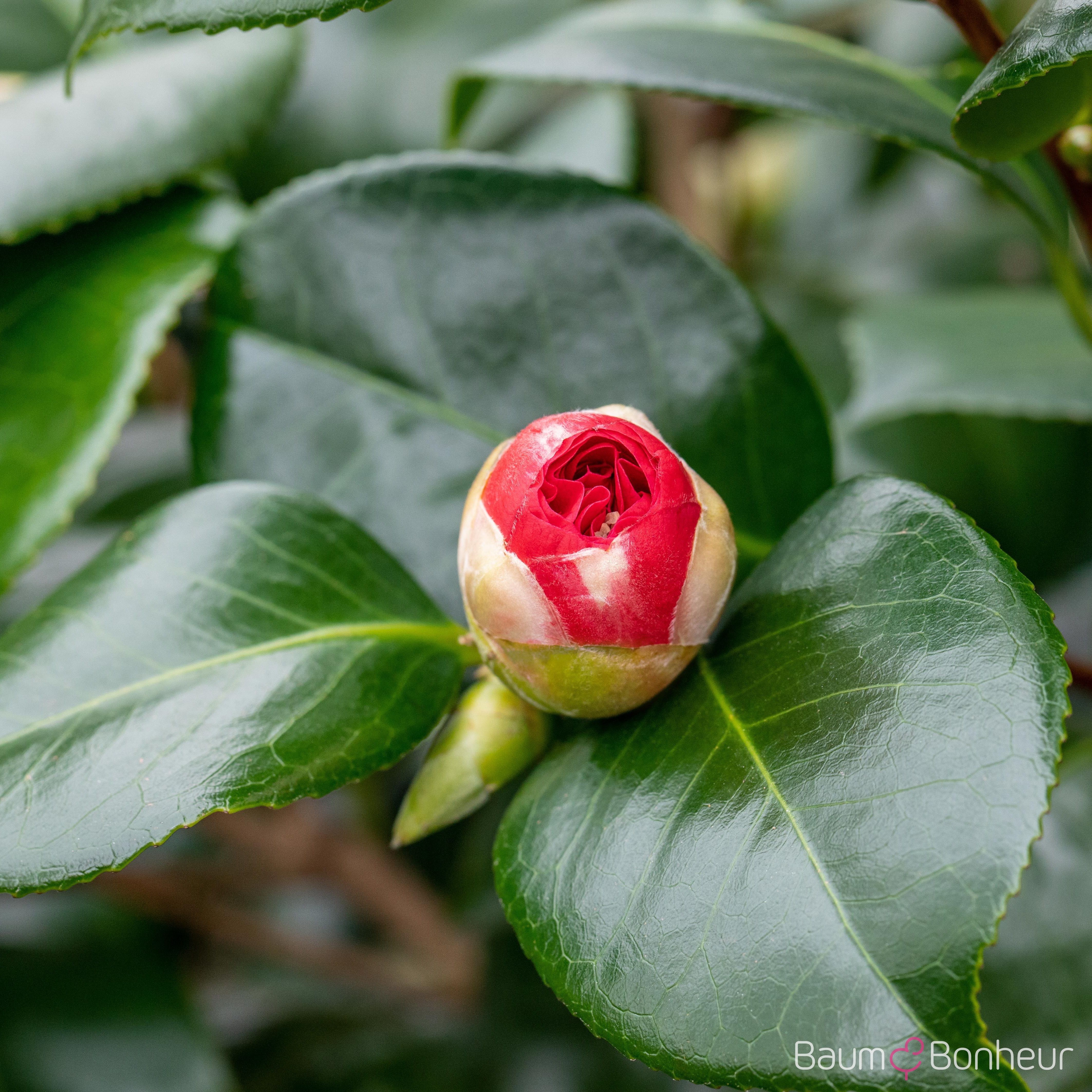 Camellia japonica