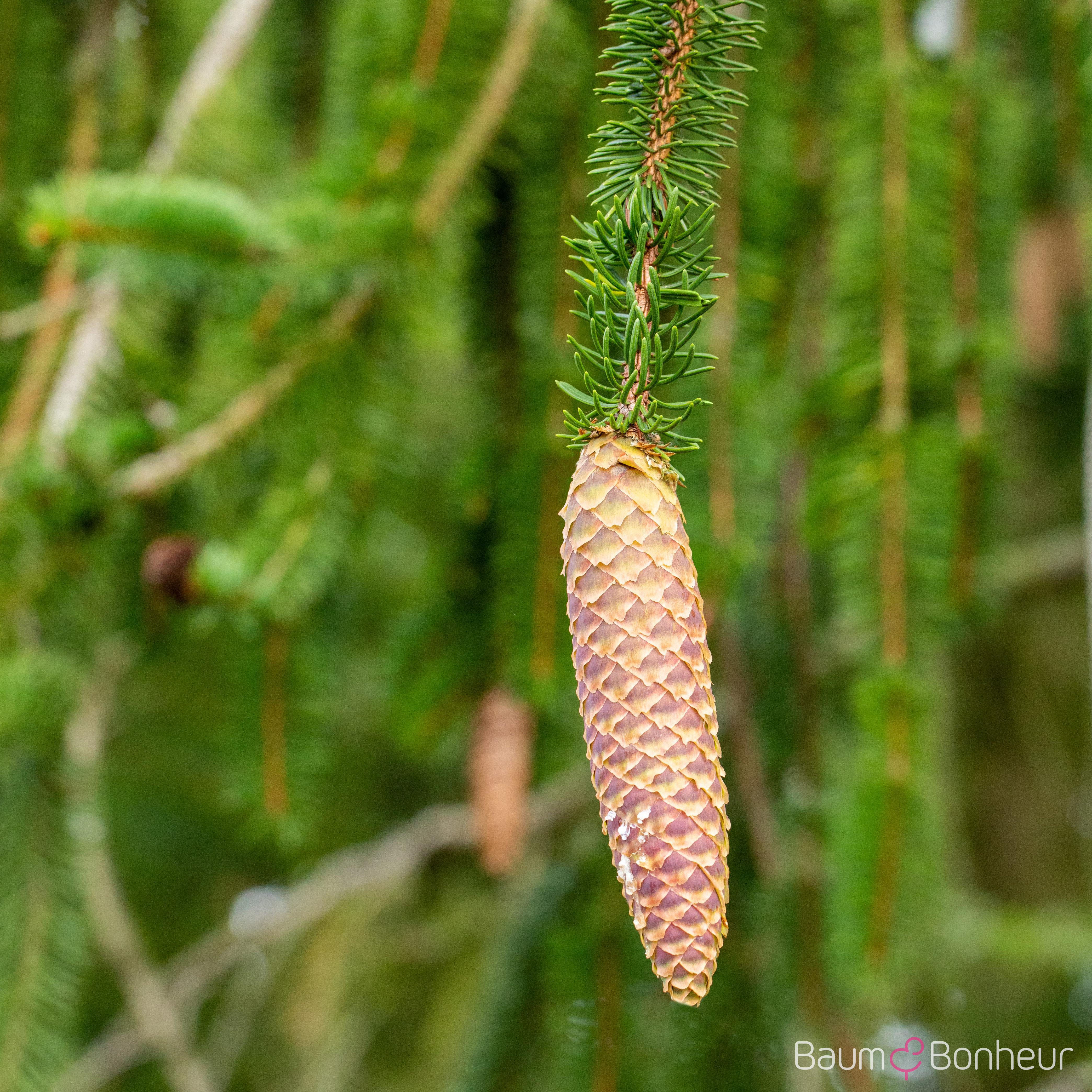 Picea abies