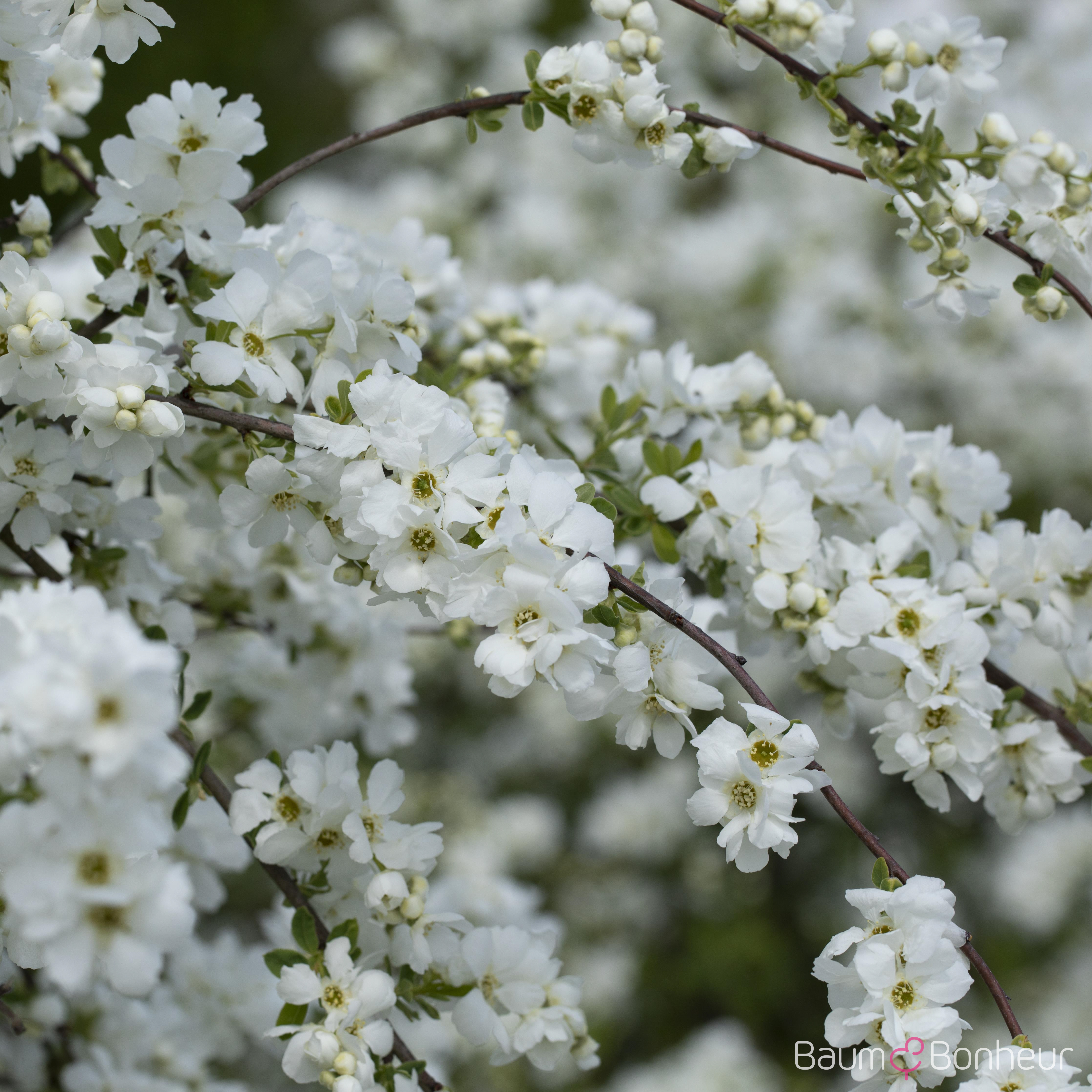 Exochorda macrantha 'The Bride'