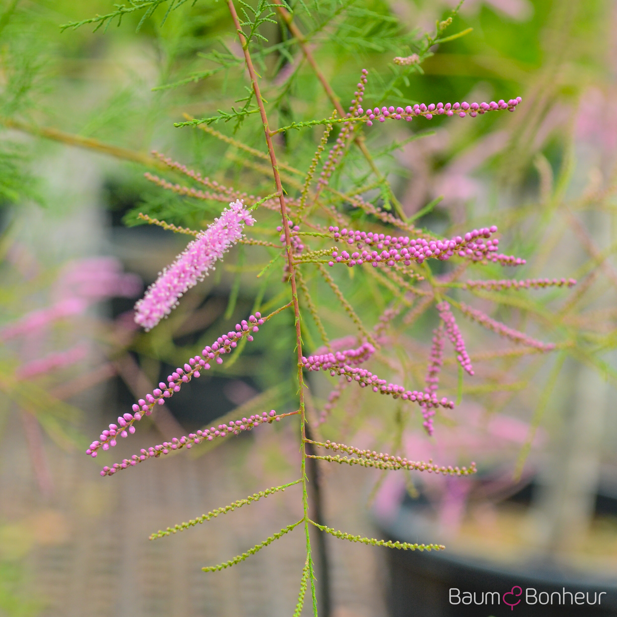 Tamarix ramosissima