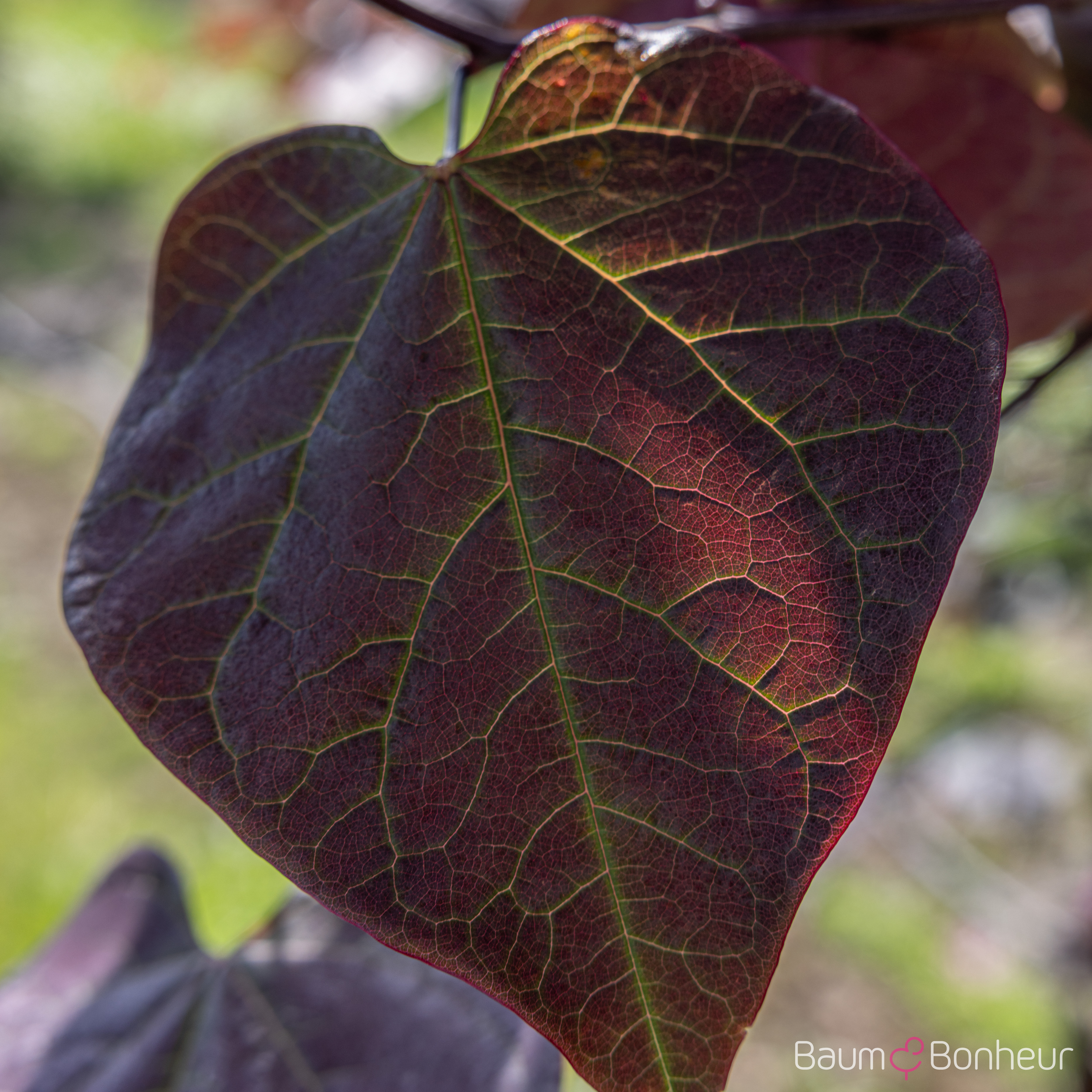 Cercis canadensis 'Forest Pansy'