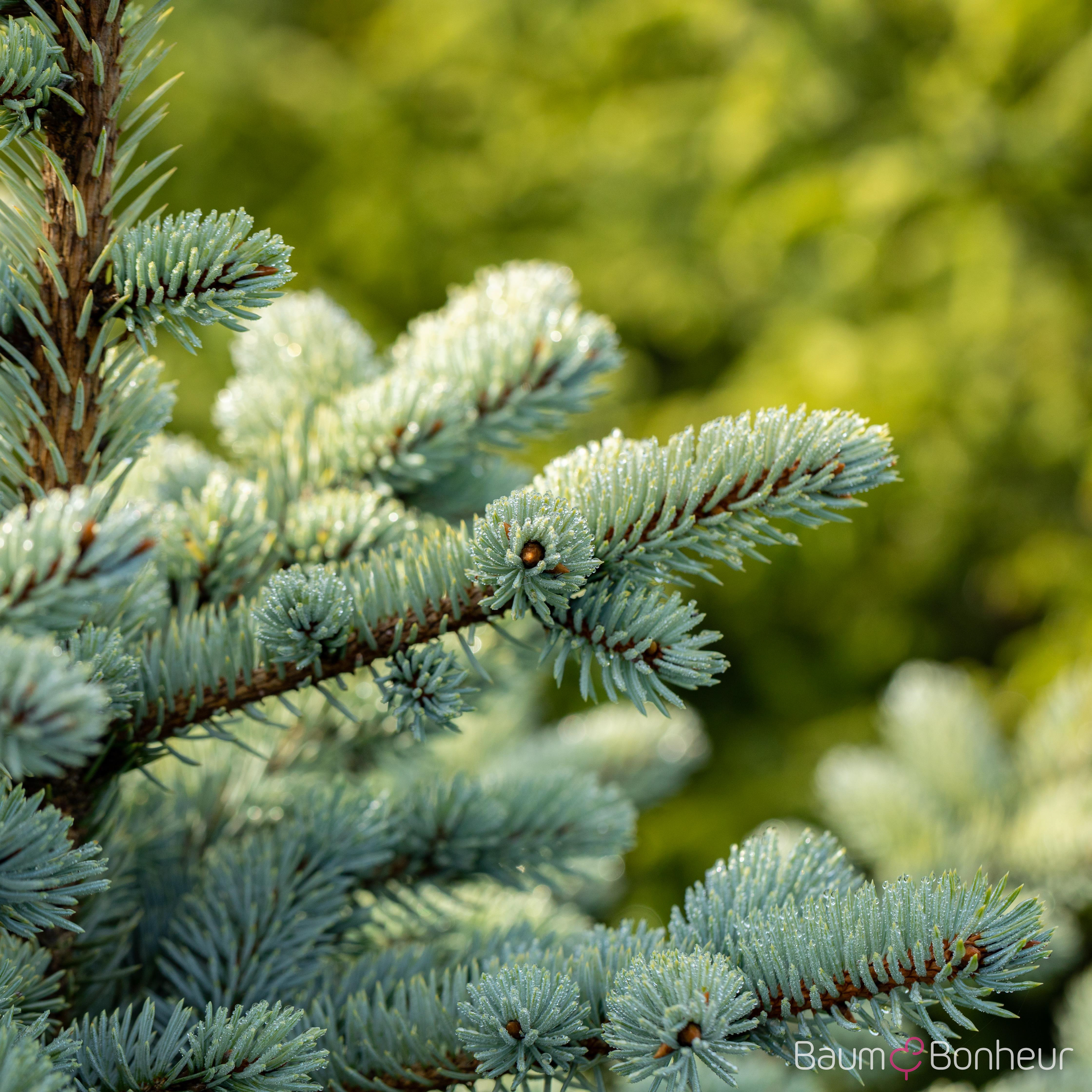 Picea pungens 'Glauca Globosa'