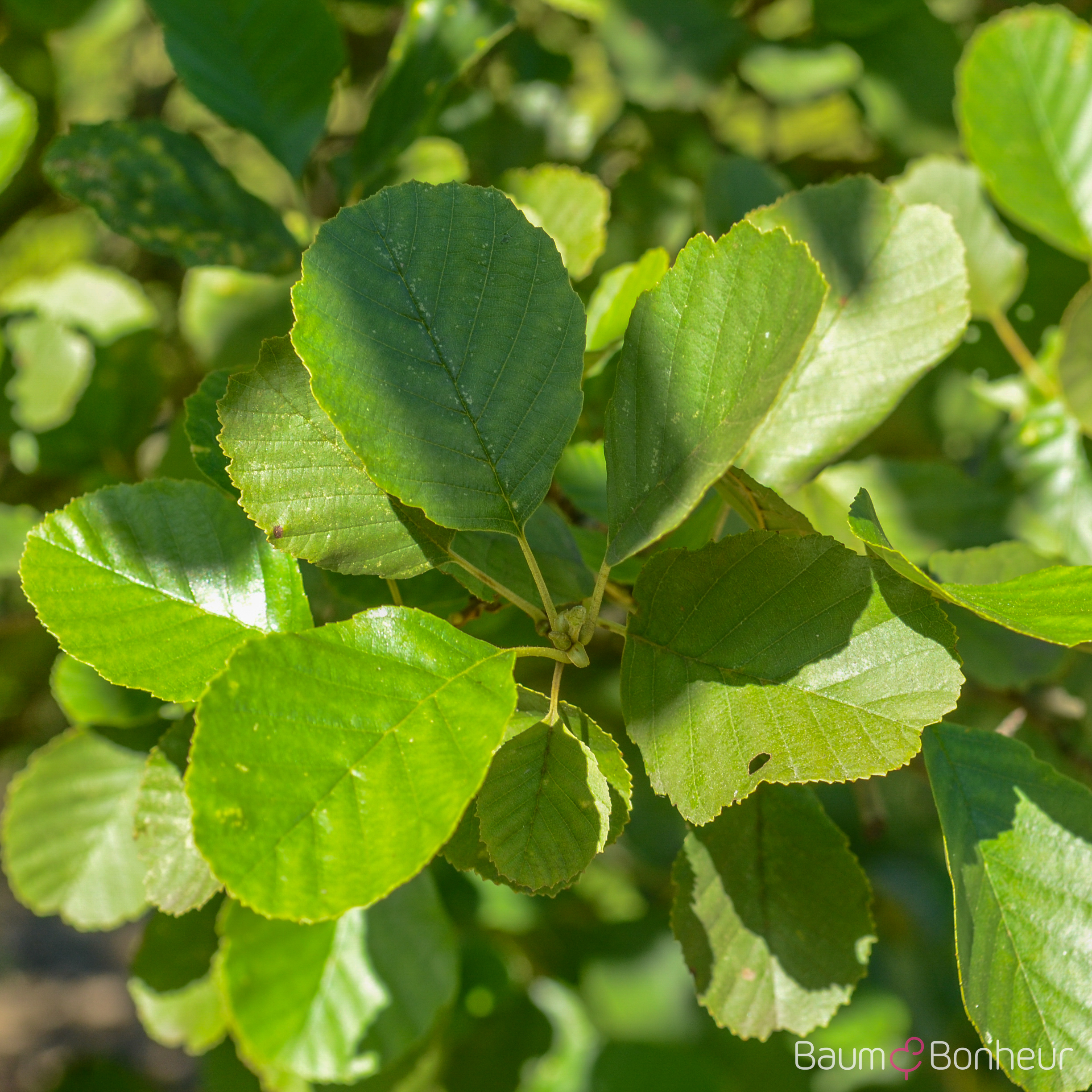 Alnus glutinosa