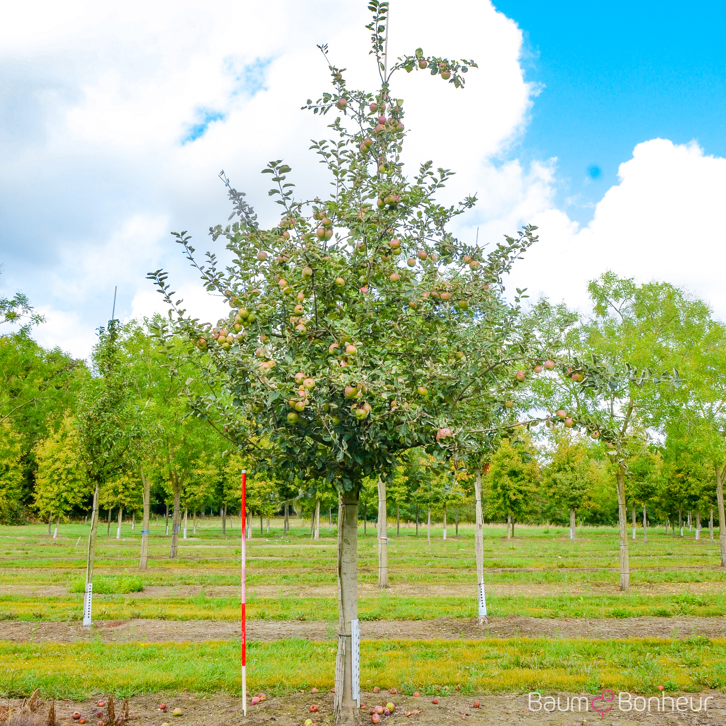 Malus 'Rheinischer Winterrambur'