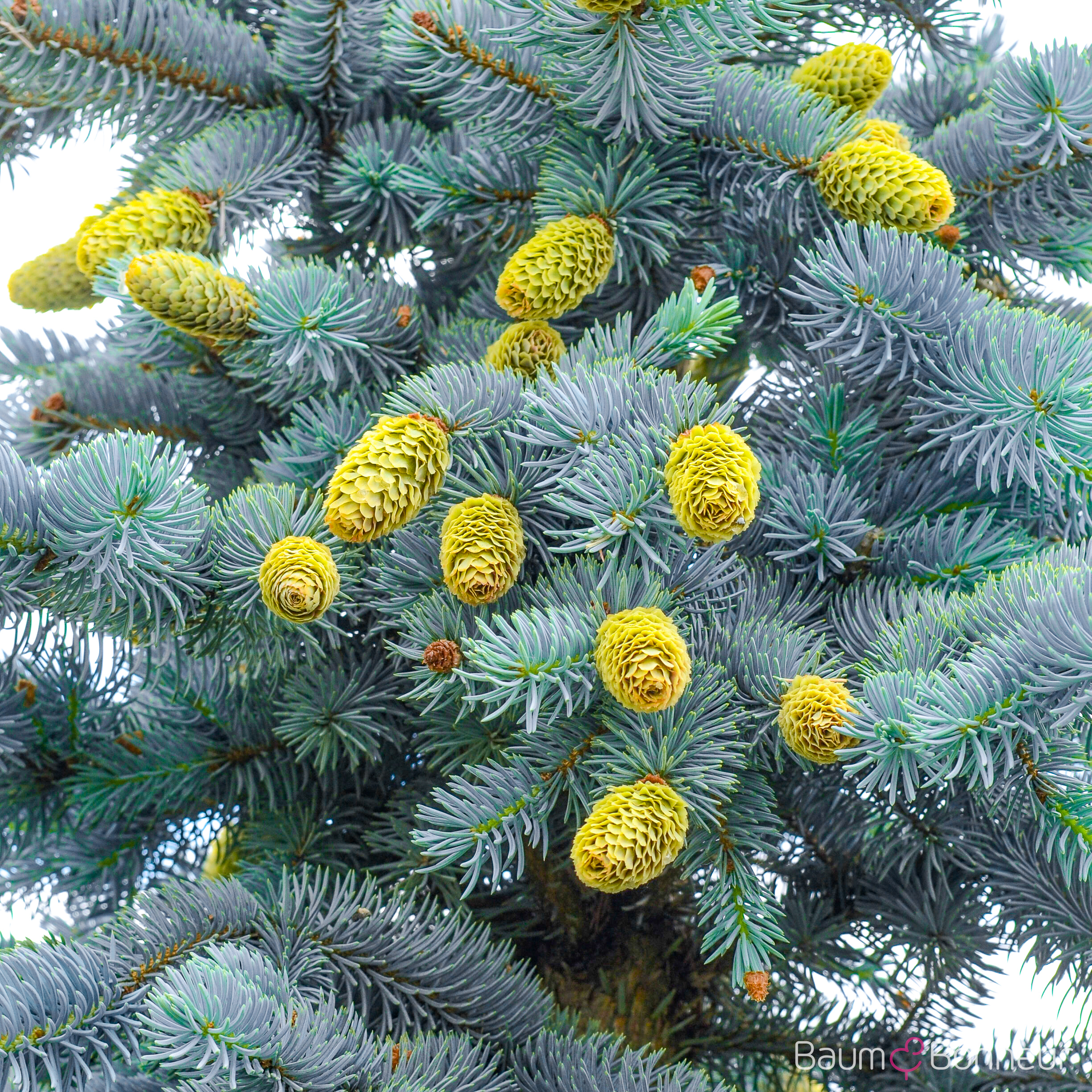 Picea pungens 'Oldenburg' -R-