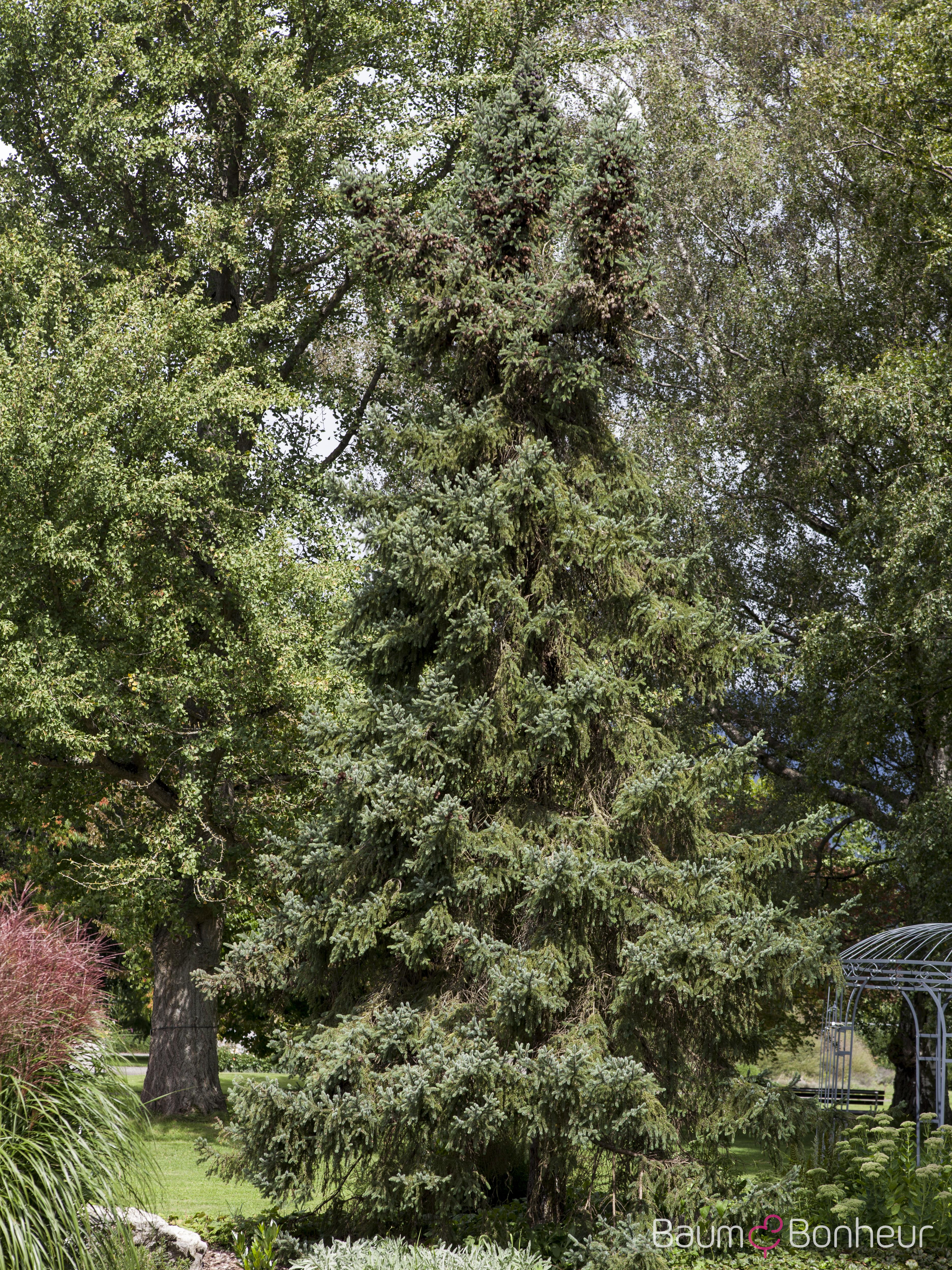 Picea orientalis