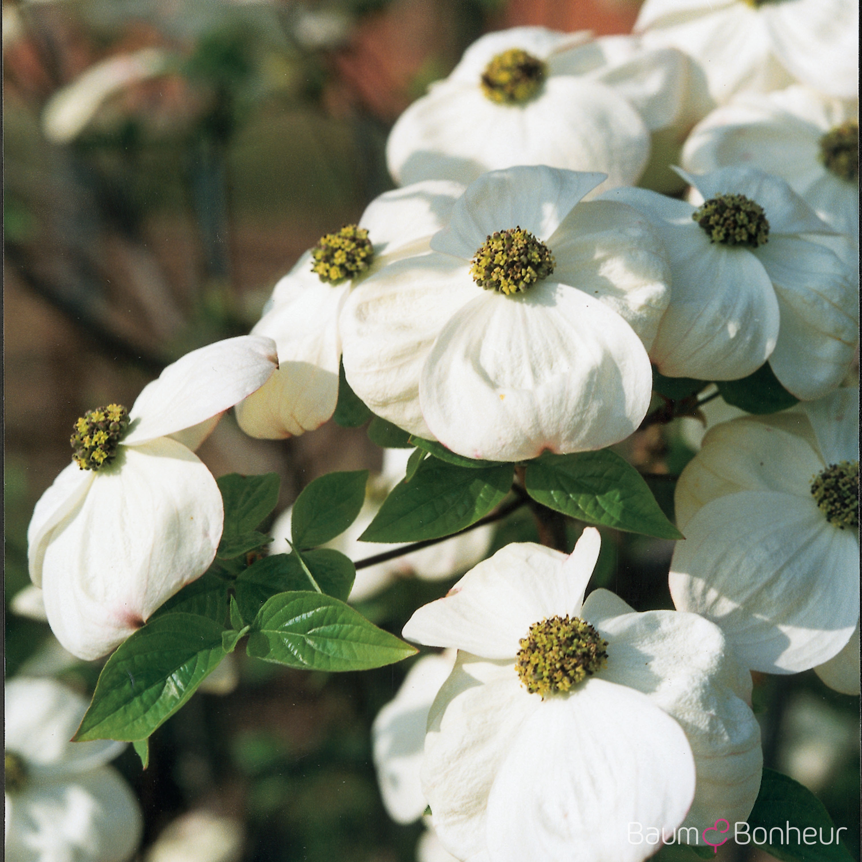 Cornus nuttallii