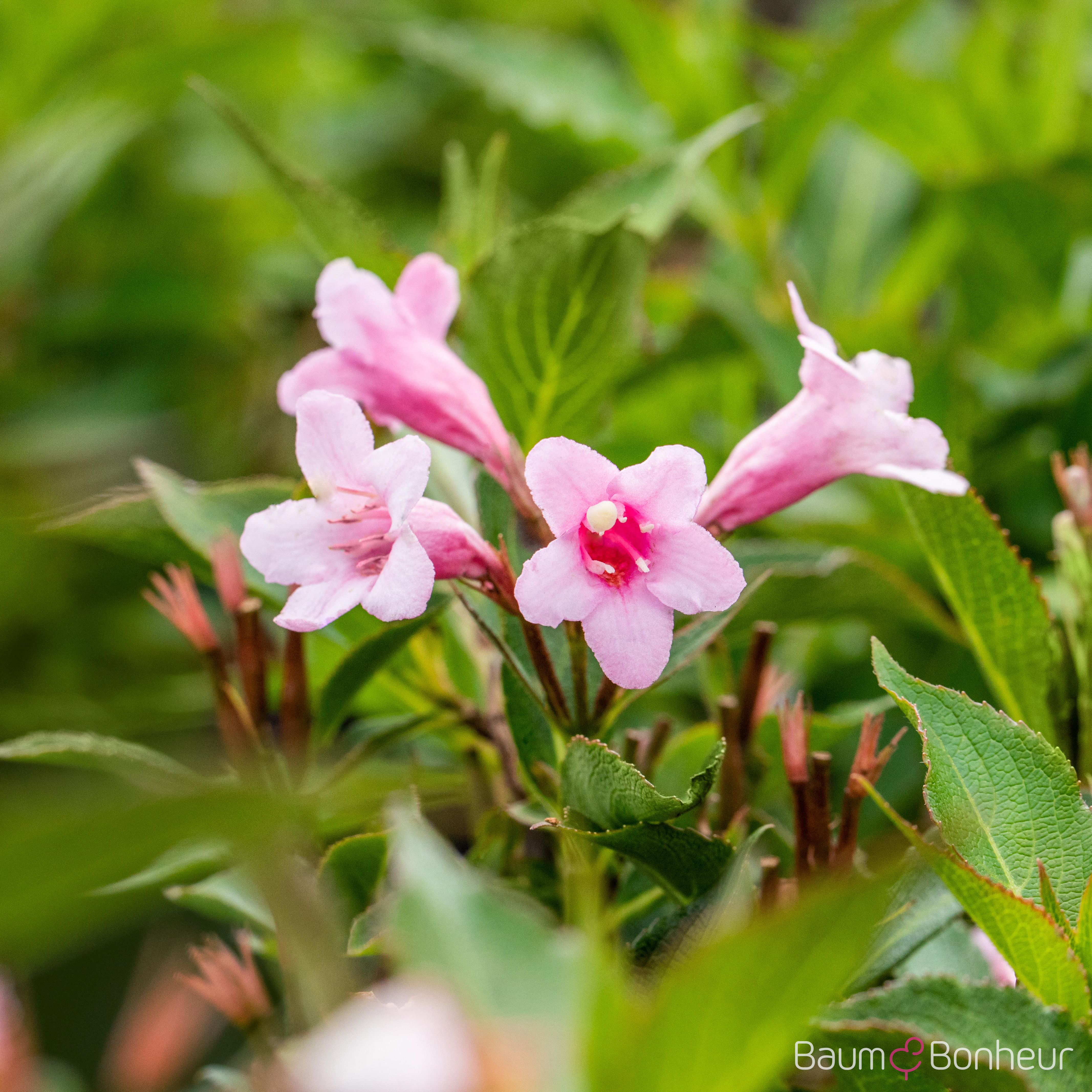 Weigela florida