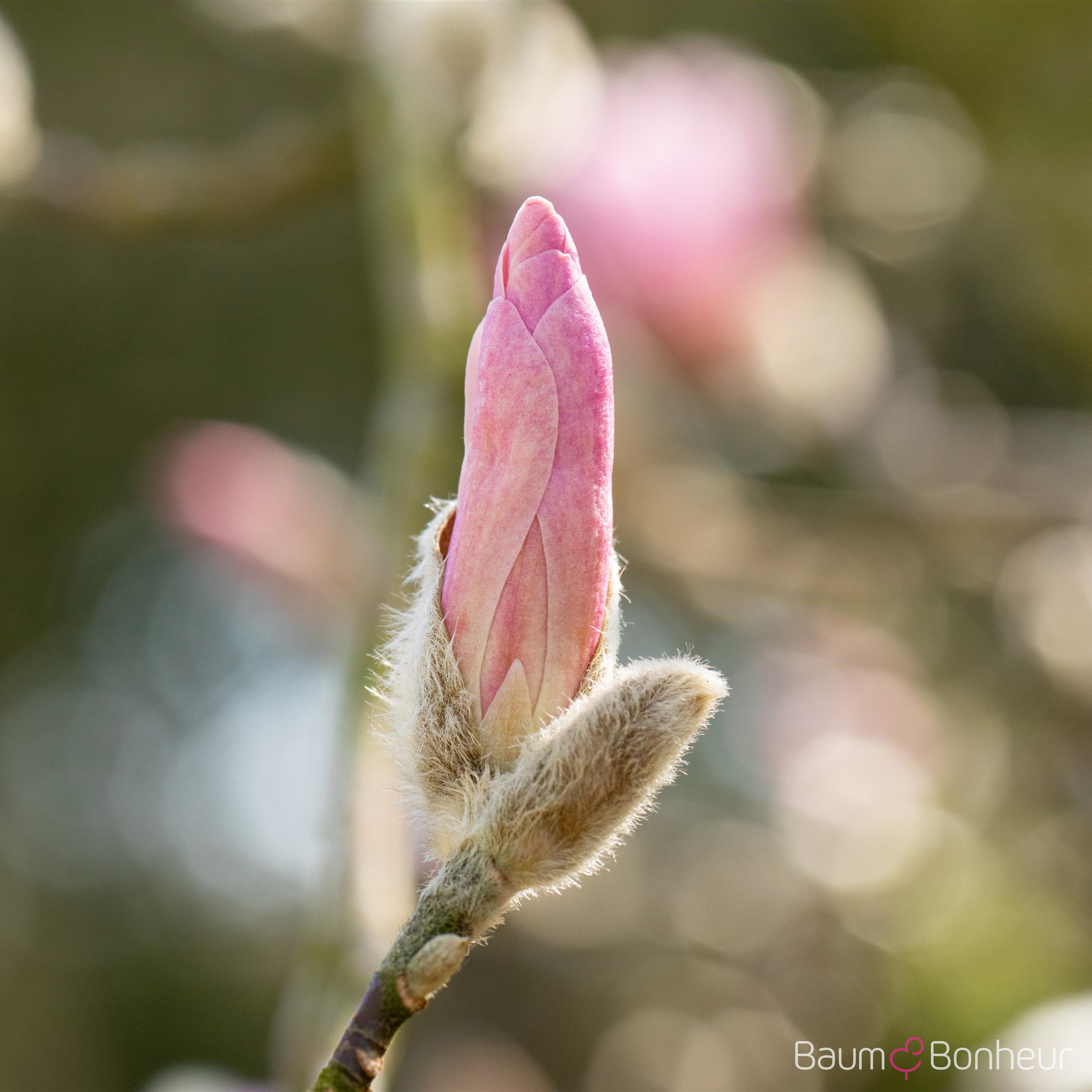 Magnolia stellata 'George Henry Kern'