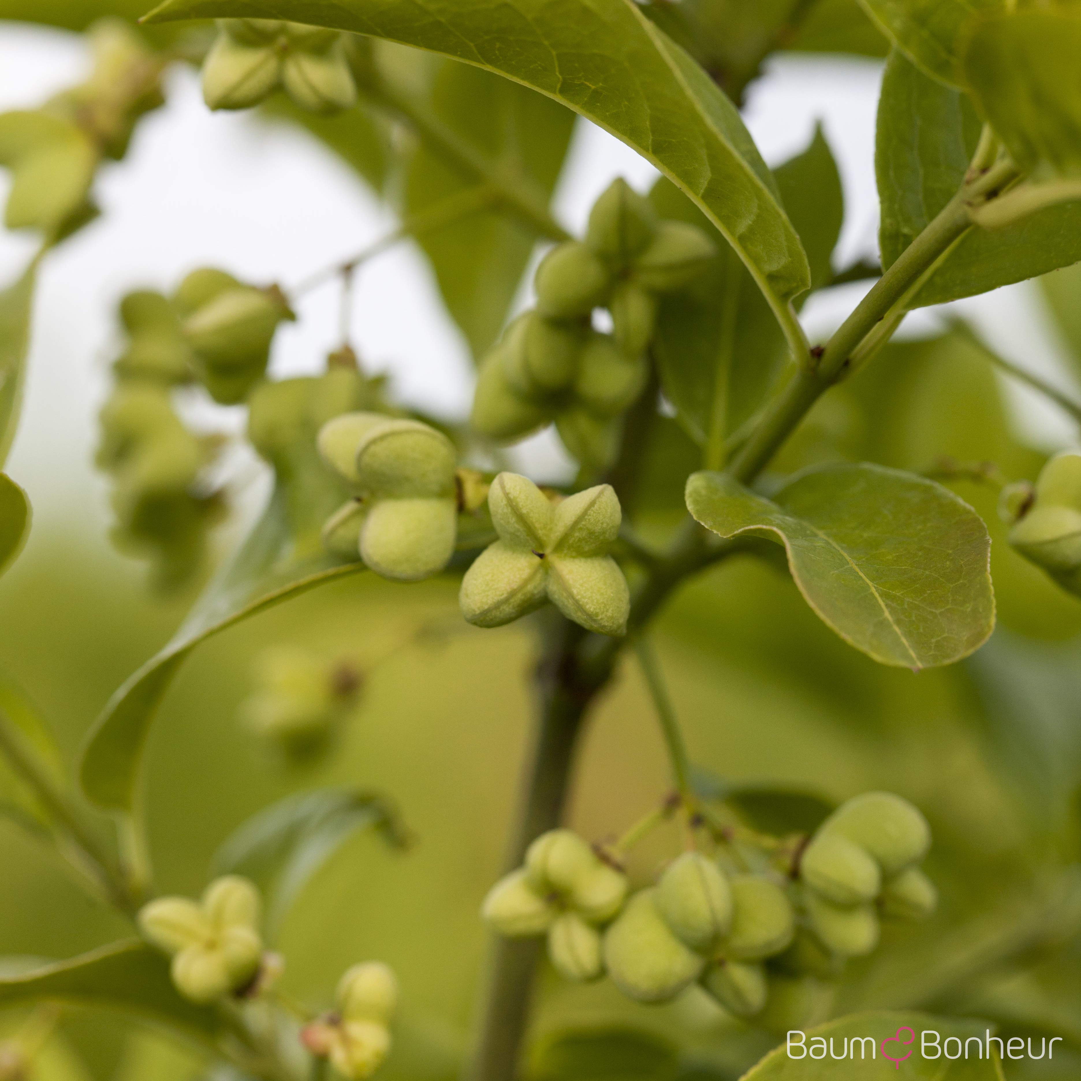 Euonymus planipes