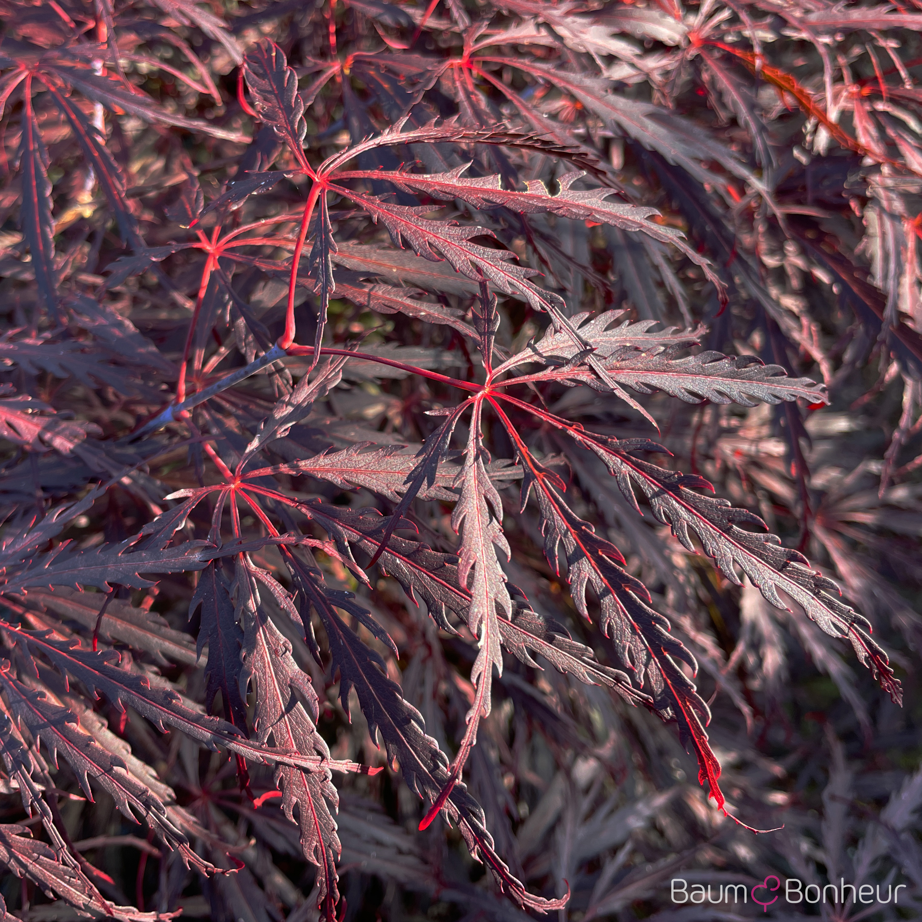 Acer palmatum 'Inaba-shidare'