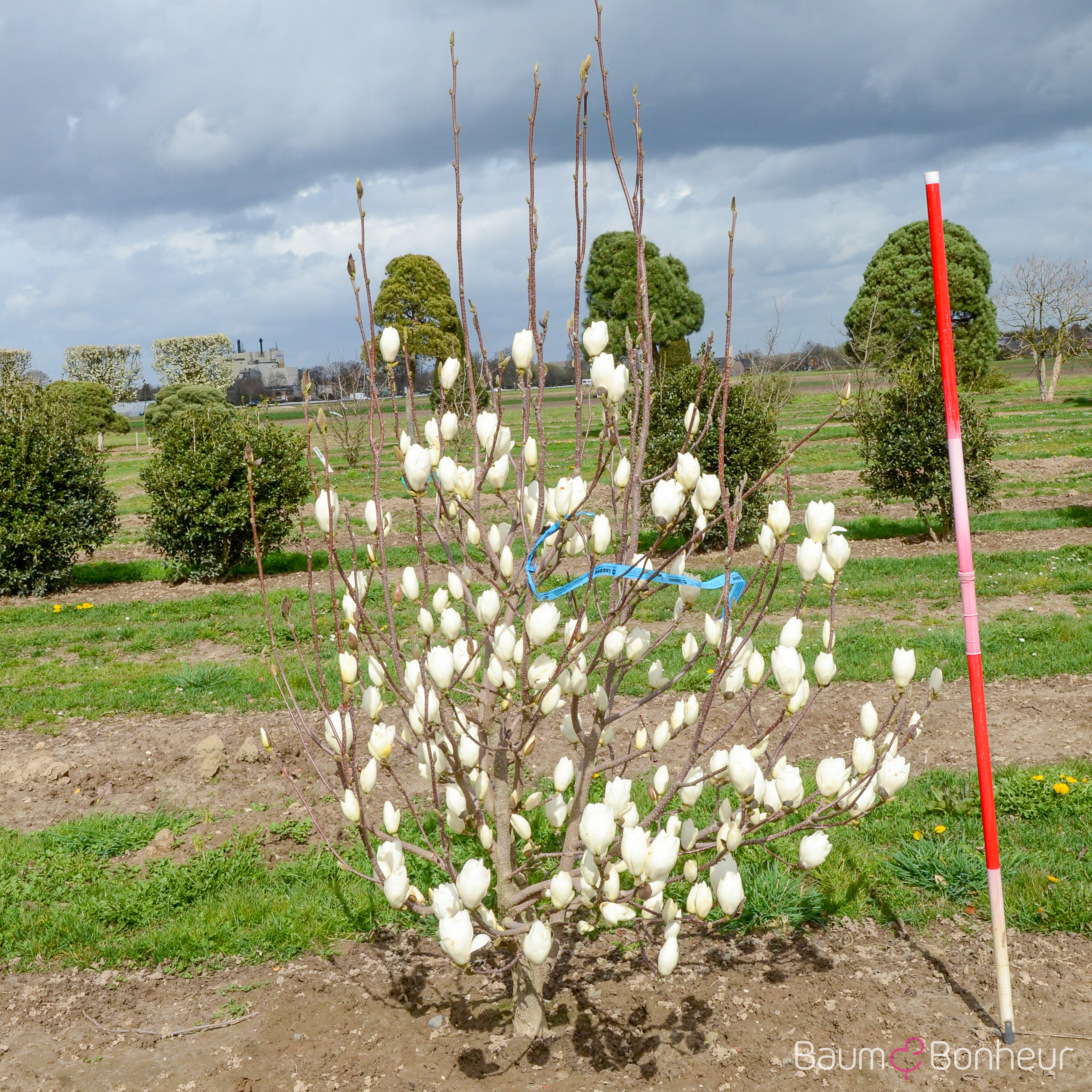 Magnolia soulangeana 'Lennei Alba'