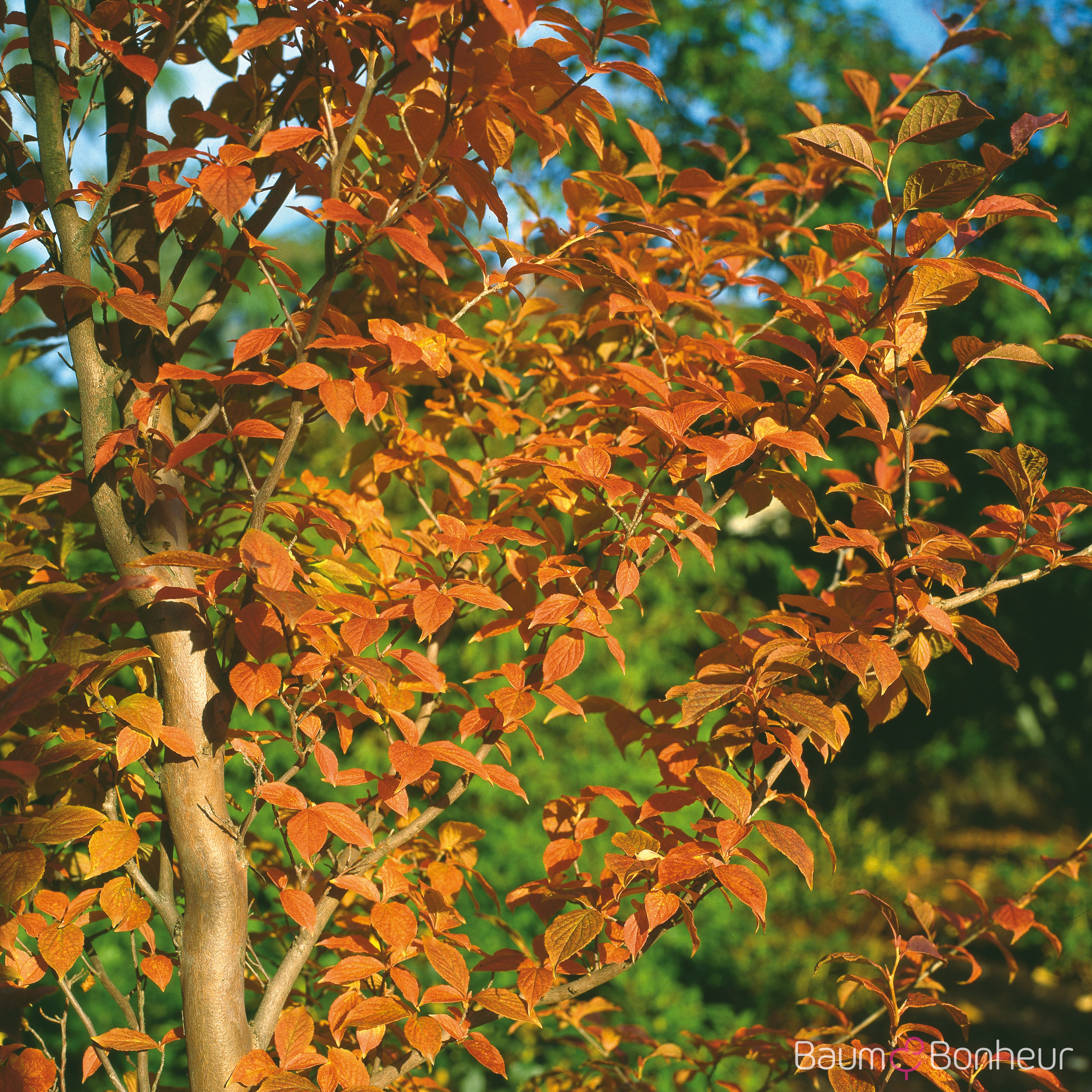 Stewartia pseudocamellia