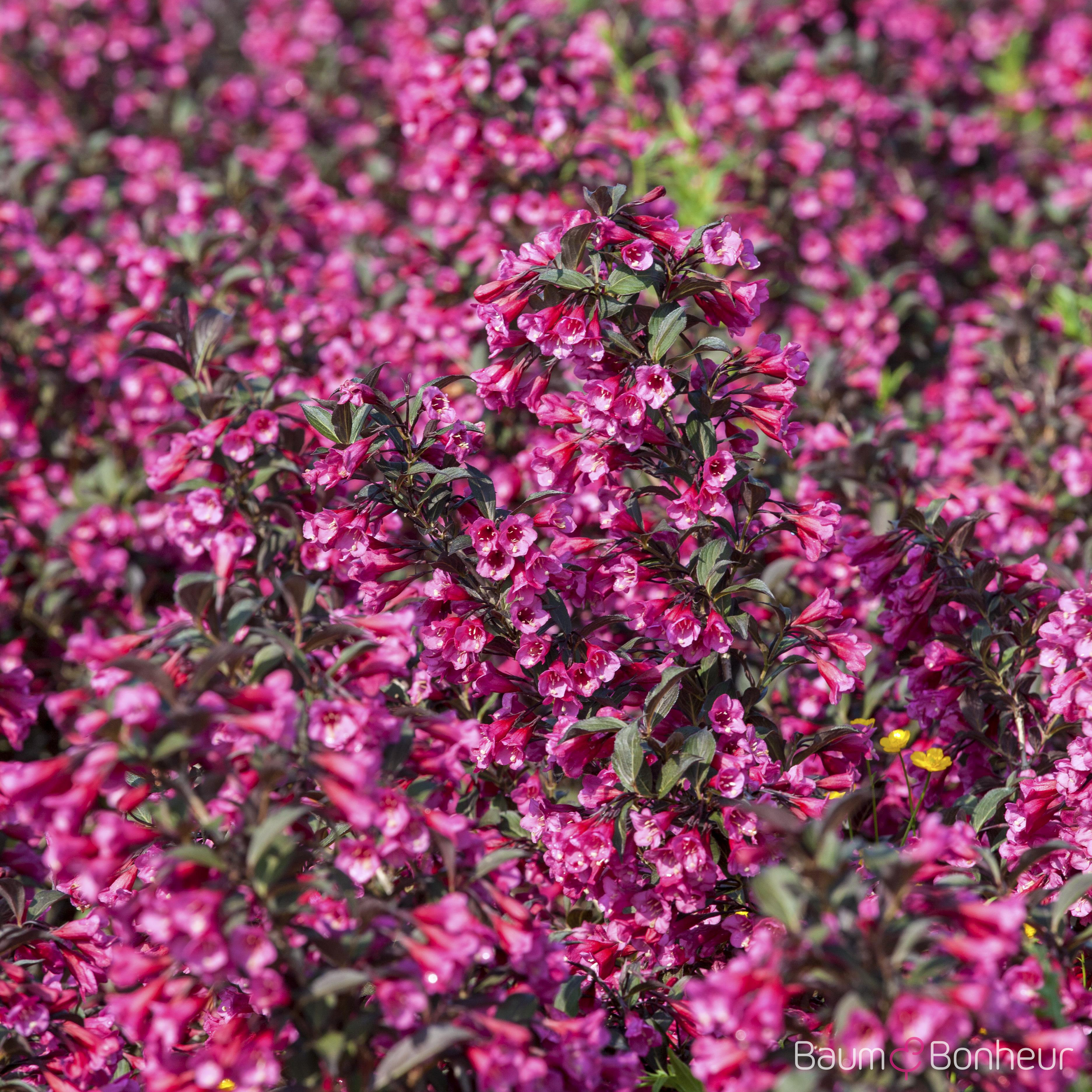 Weigela florida 'Victoria'