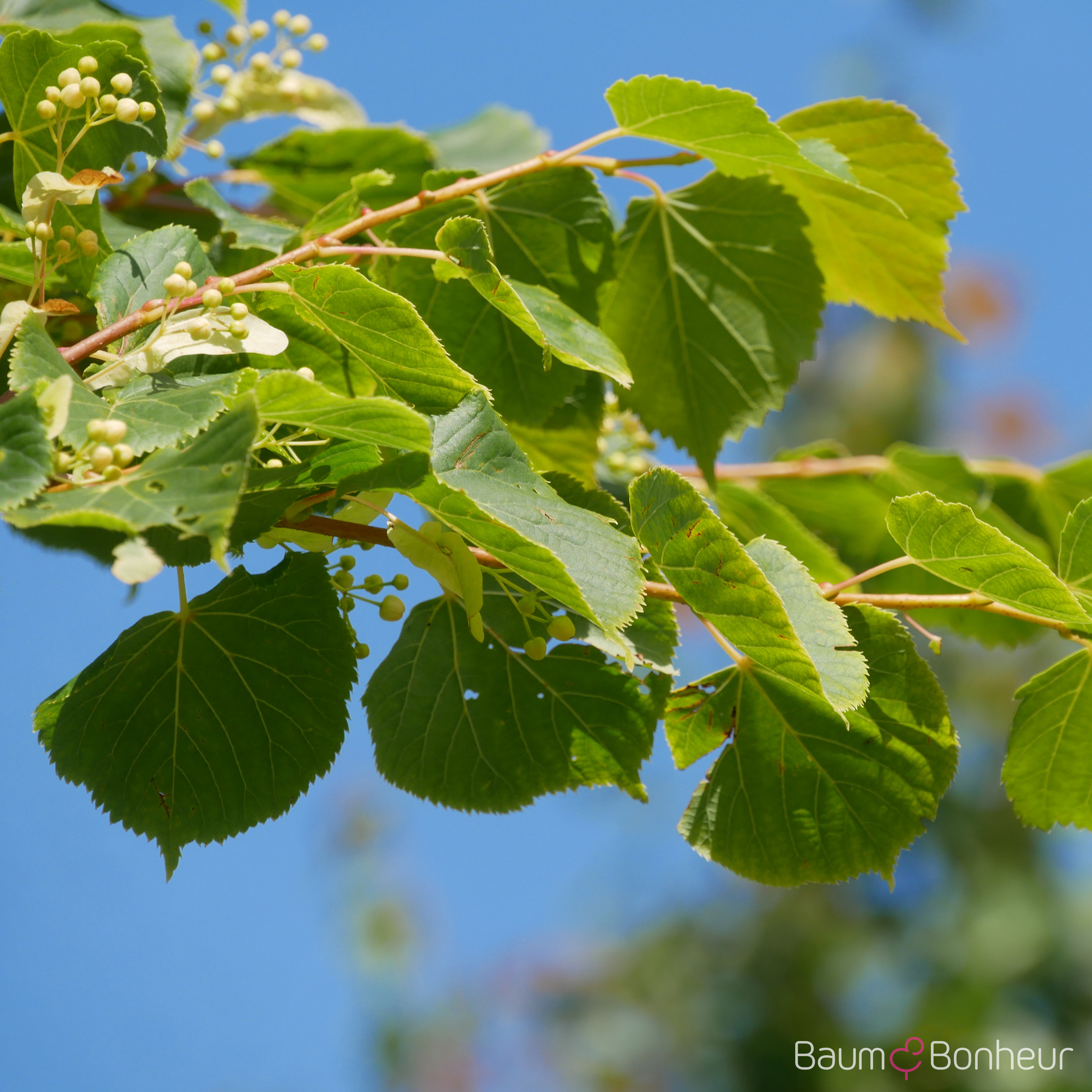 Tilia cordata 'Winter Orange'