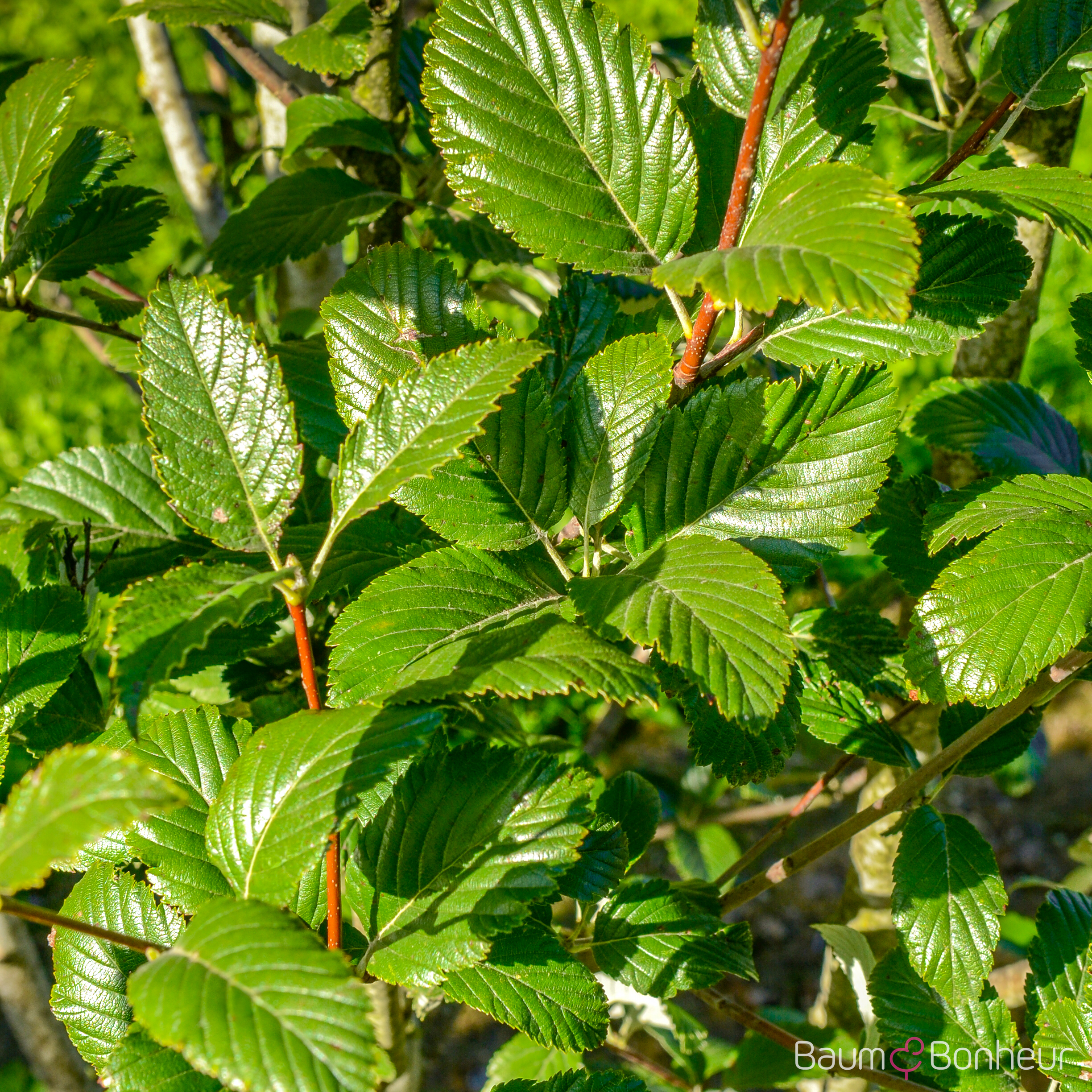Sorbus aria