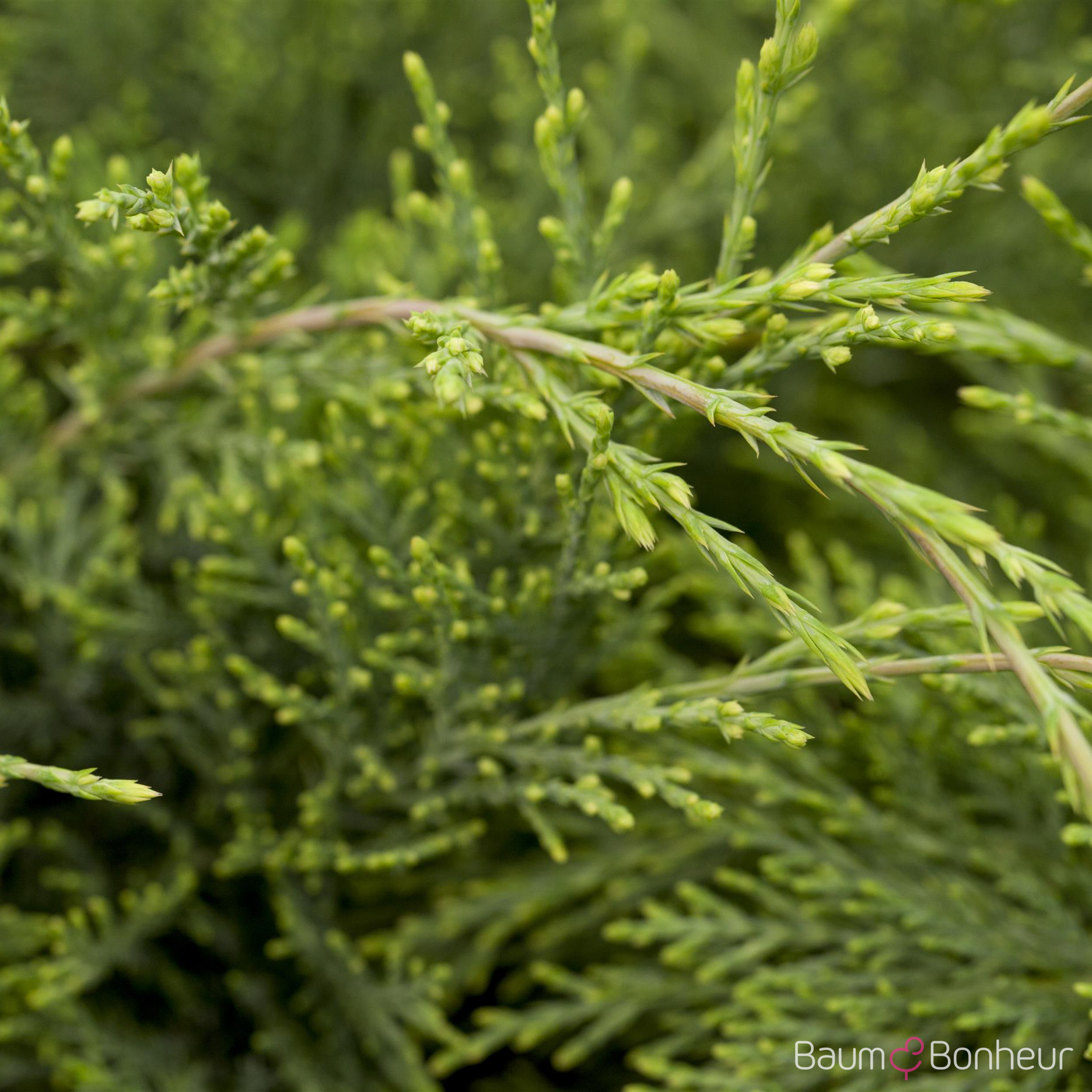 Juniperus media 'Hetzii'